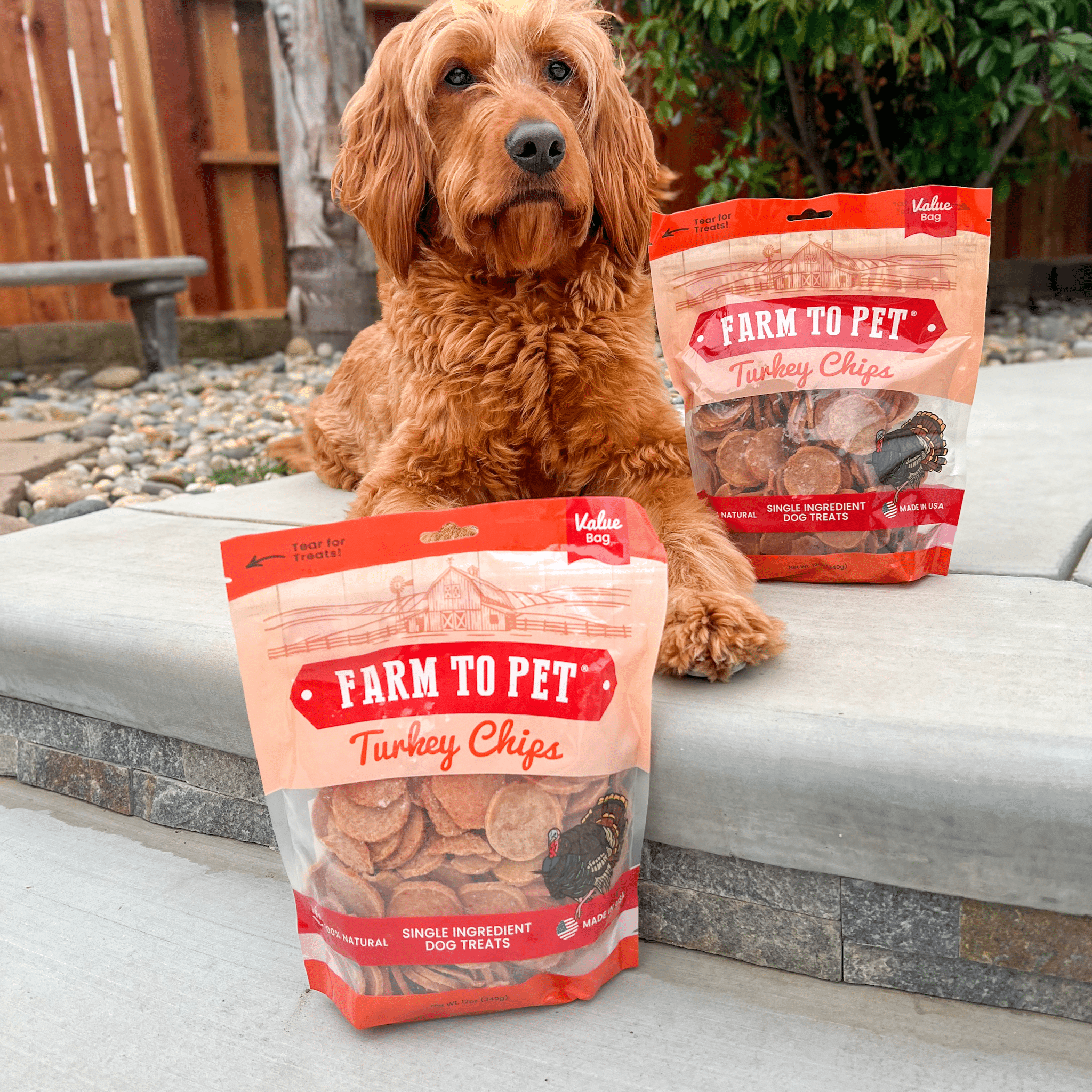 A Large brown doodle laying on a sidewalk with two 12 oz. bags of Farm to Pet Turkey Chips.