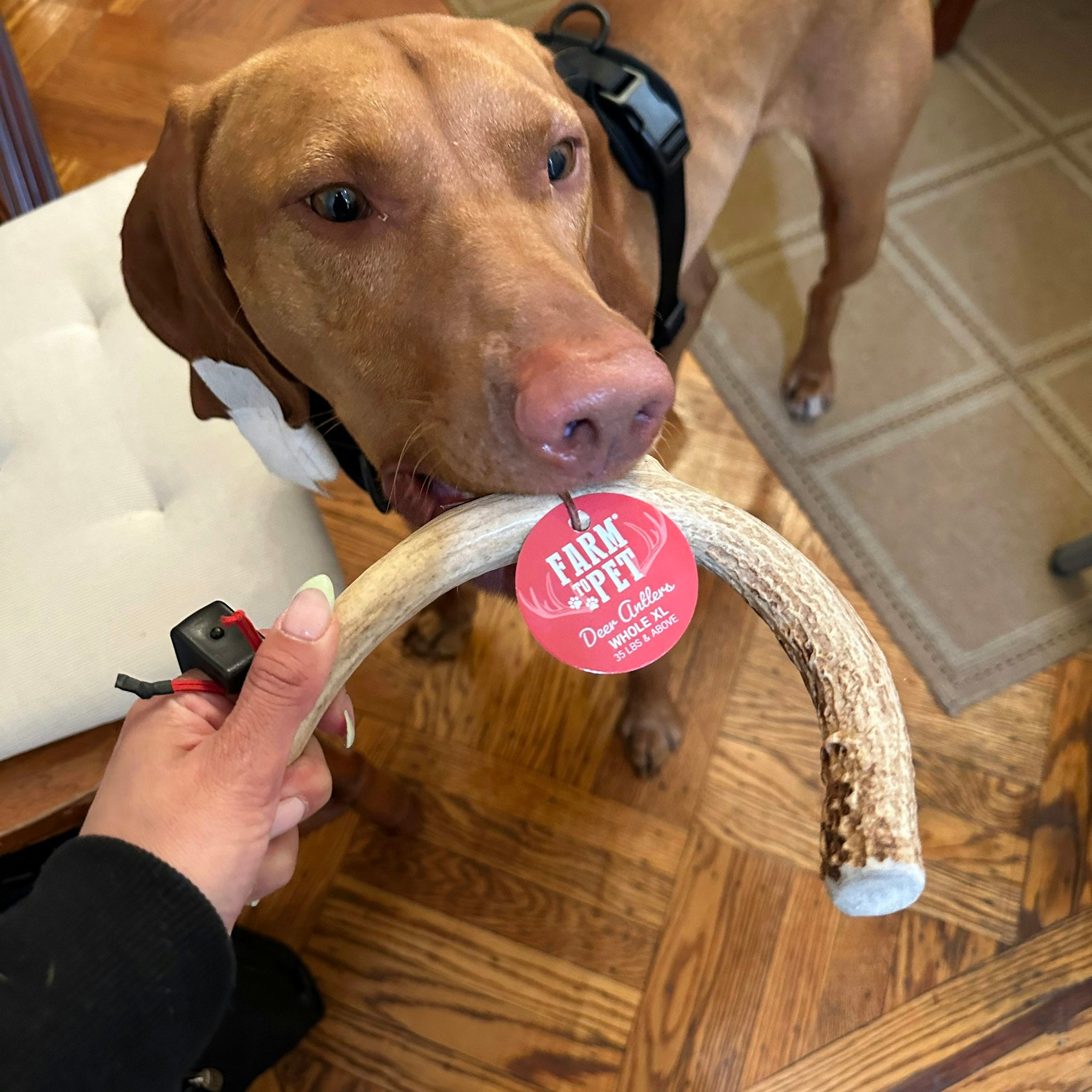 Picture of a brown dog chewing on a Farm to Pet Deer Antler held by a hand indoors.