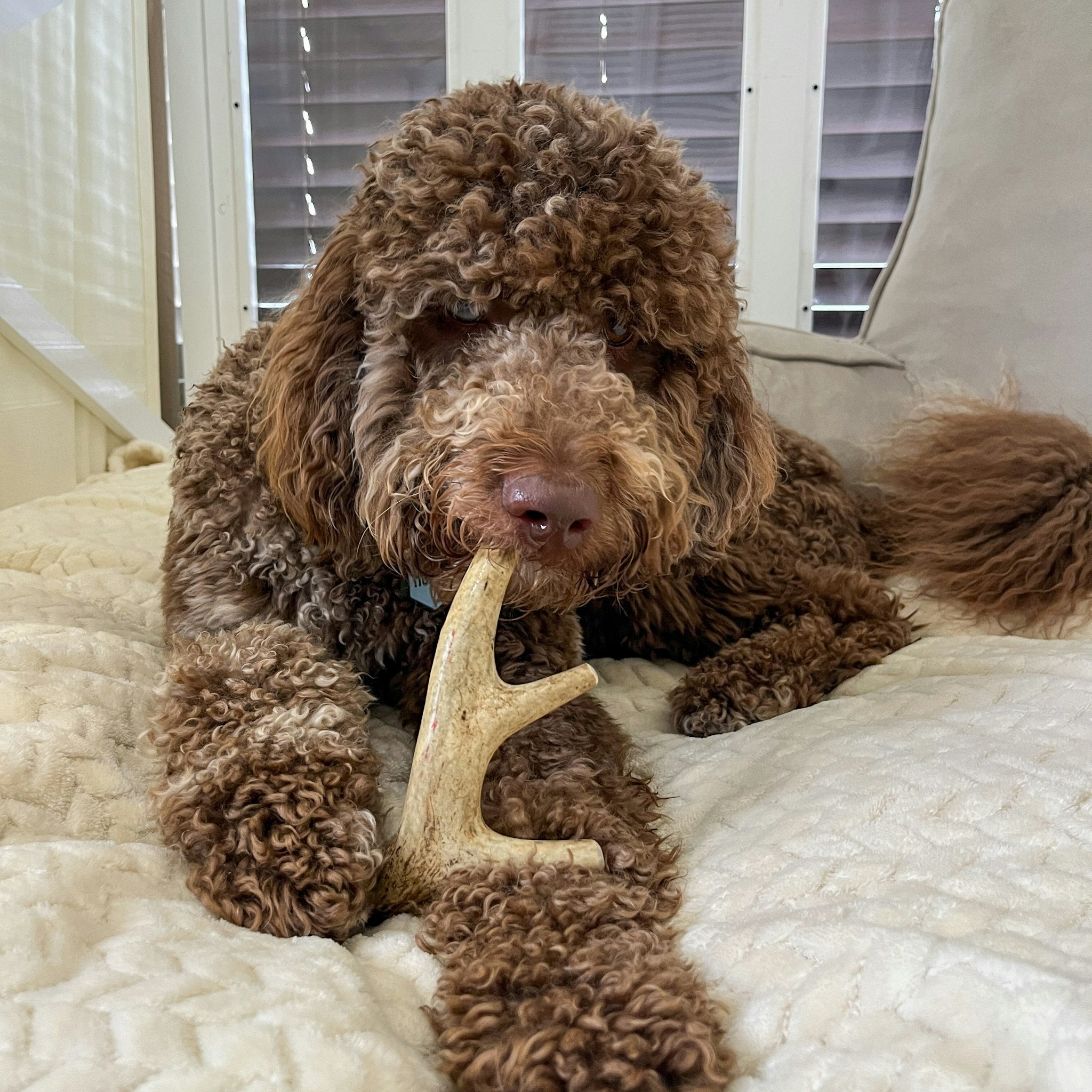 A brown dog laying on a bed chewing on a Farm to Pet Deer Antler.