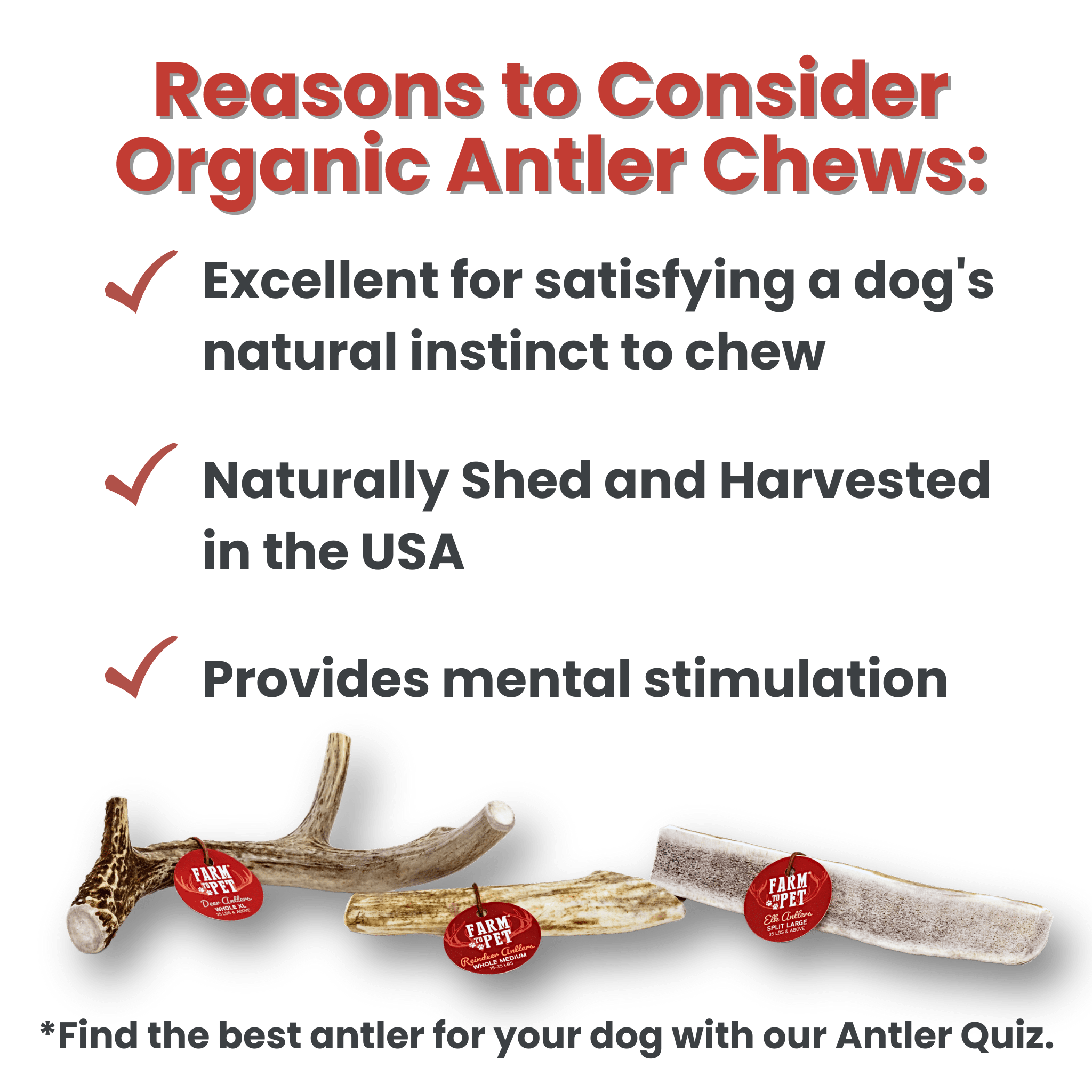 Natural antlers for puppies online