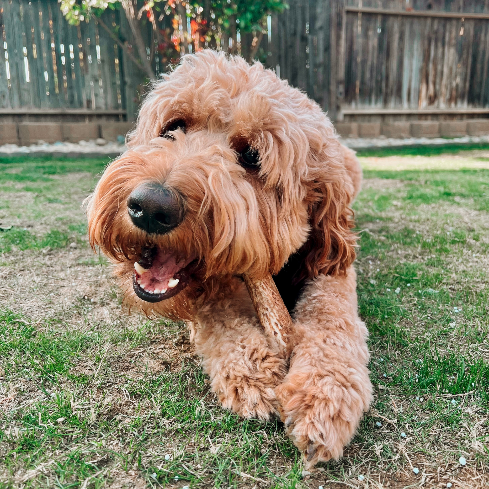 A brown dog chewing on a Farm to Pet Elk Antler laying in the grass.