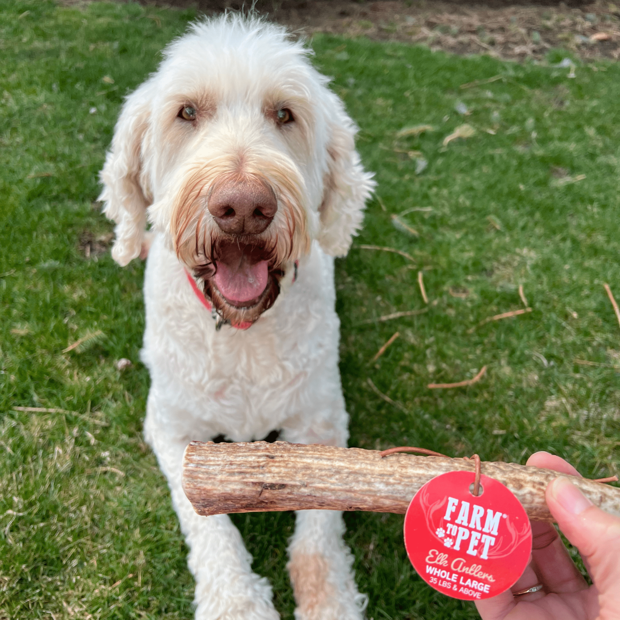 White dog with a red 'Farm to Pet' tag on a Elk Antler held by a person in a grassy area.