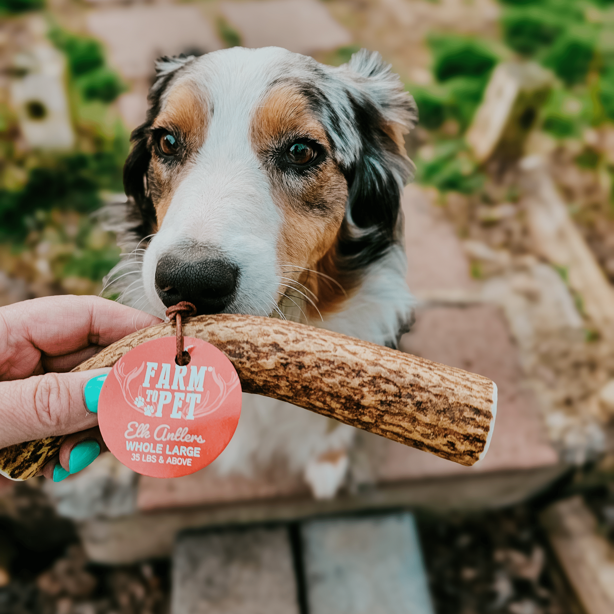 Whole elk antlers for dogs on sale