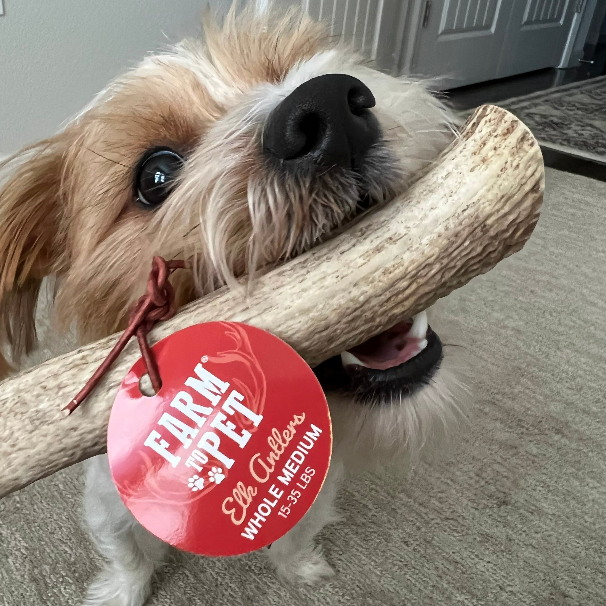 Whole Elk Antlers for Dogs