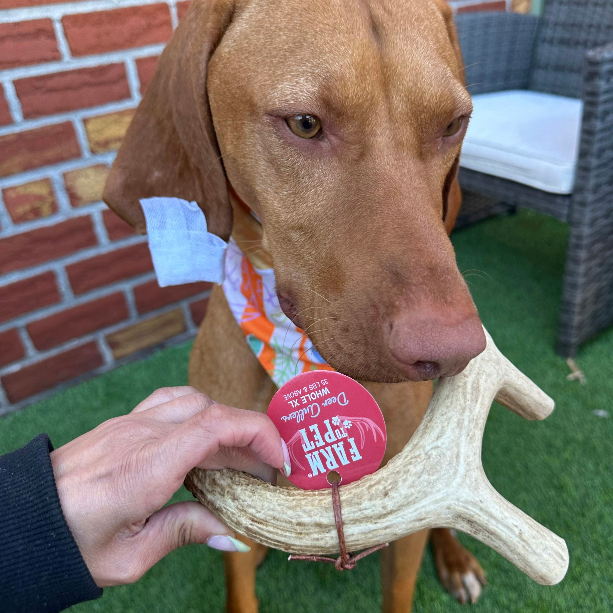 A brown dog sniffing a Farm to Pet Whole XL Deer Antler outdoors.