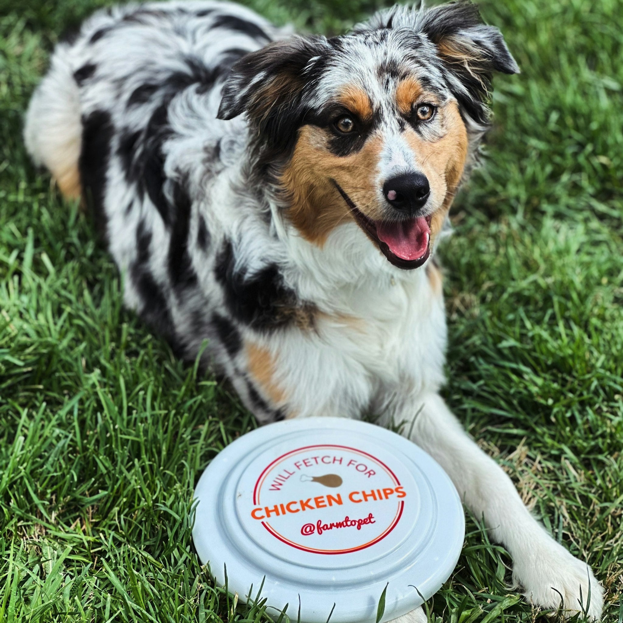 An Australian Shepherd dog laying next to A Farm to Pet frisbee in the grass.