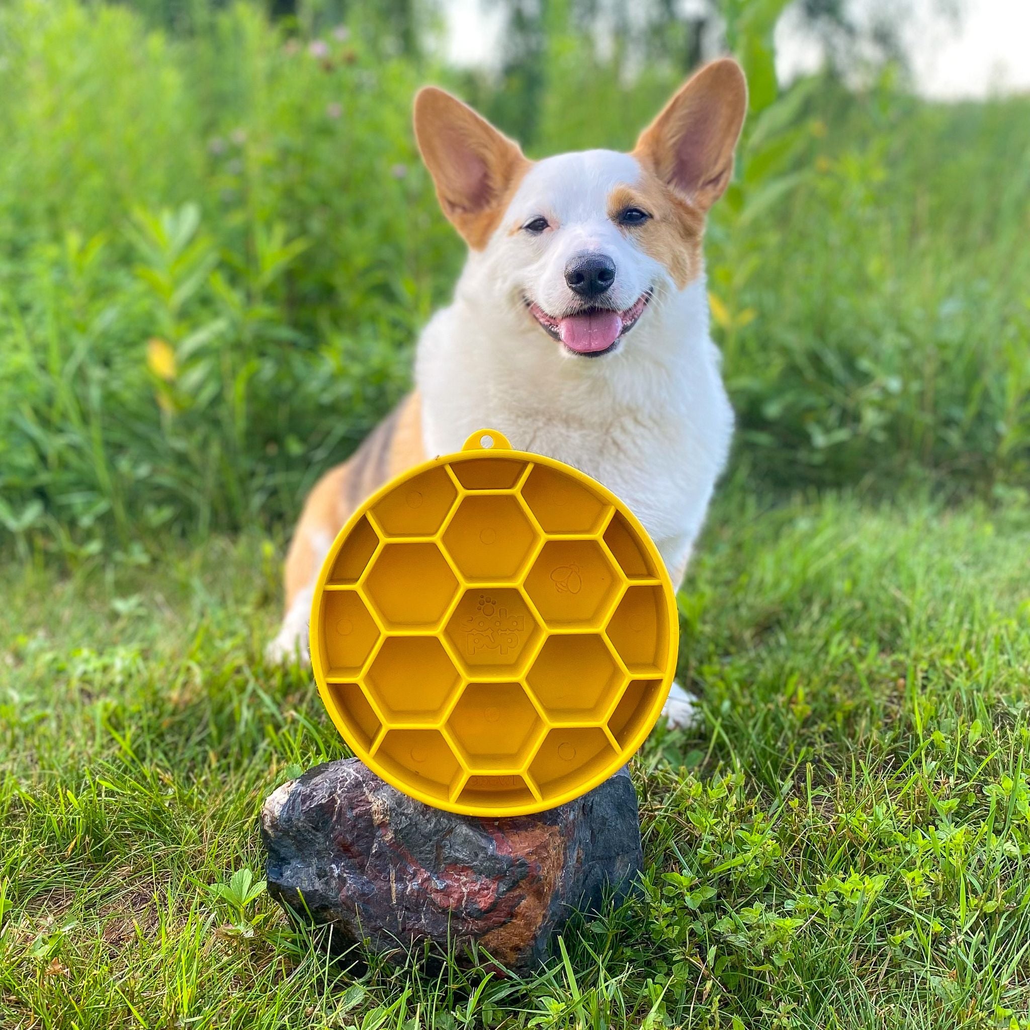 A Corgi dog with a Farm to Pet yellow honeycomb dog bowl on a rock in a grassy outdoor setting.