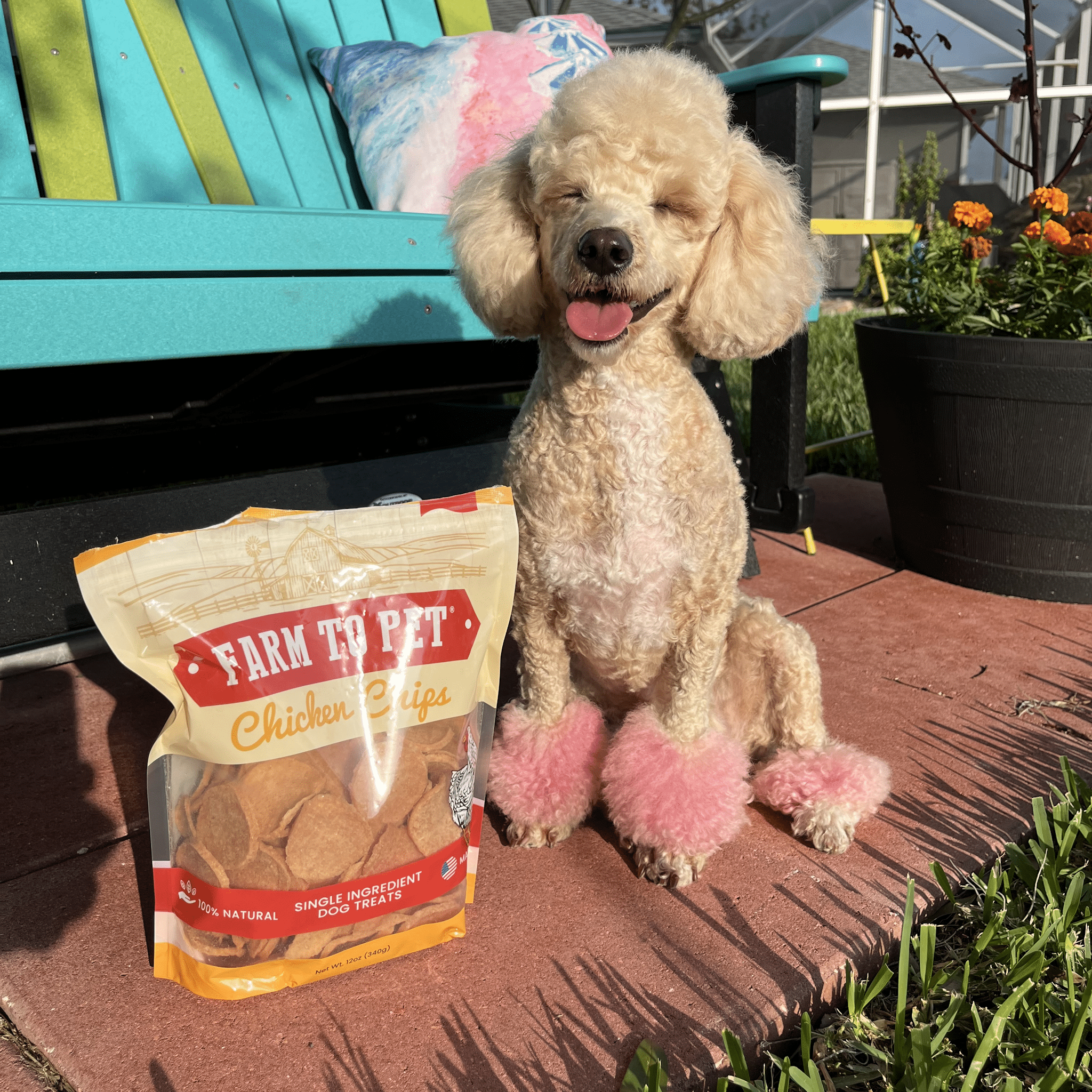Bag of dog treats online