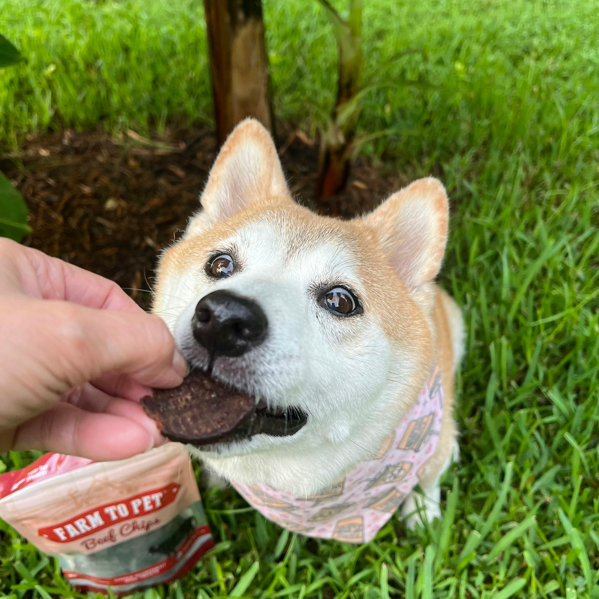 A dog sitting in the grass outside taking a bite out of a Farm to Pet Beef Chip given to it by a person.