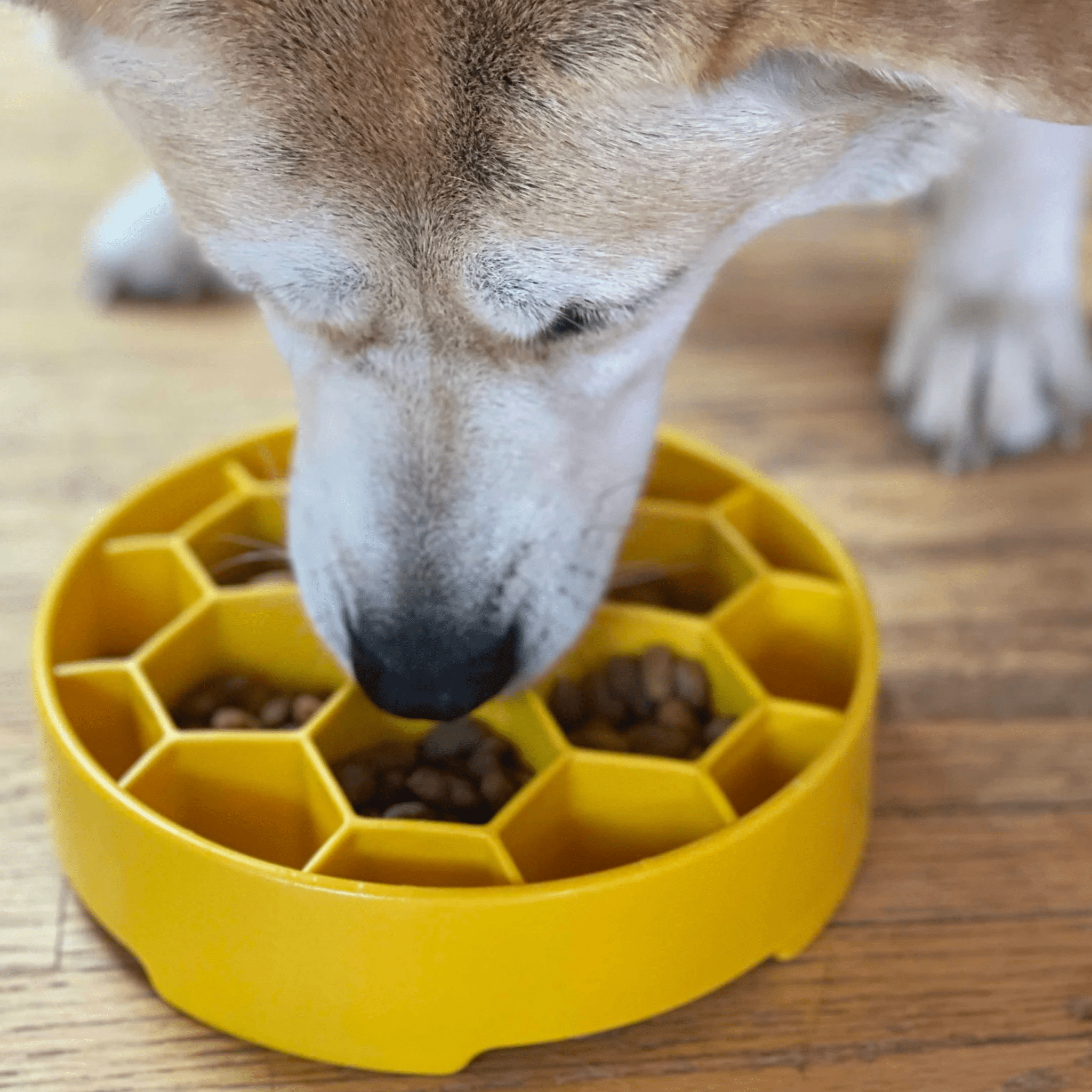 A dog eating food from a Farm to Pet yellow honeycomb slow feeder dog bowl on a wooden floor.