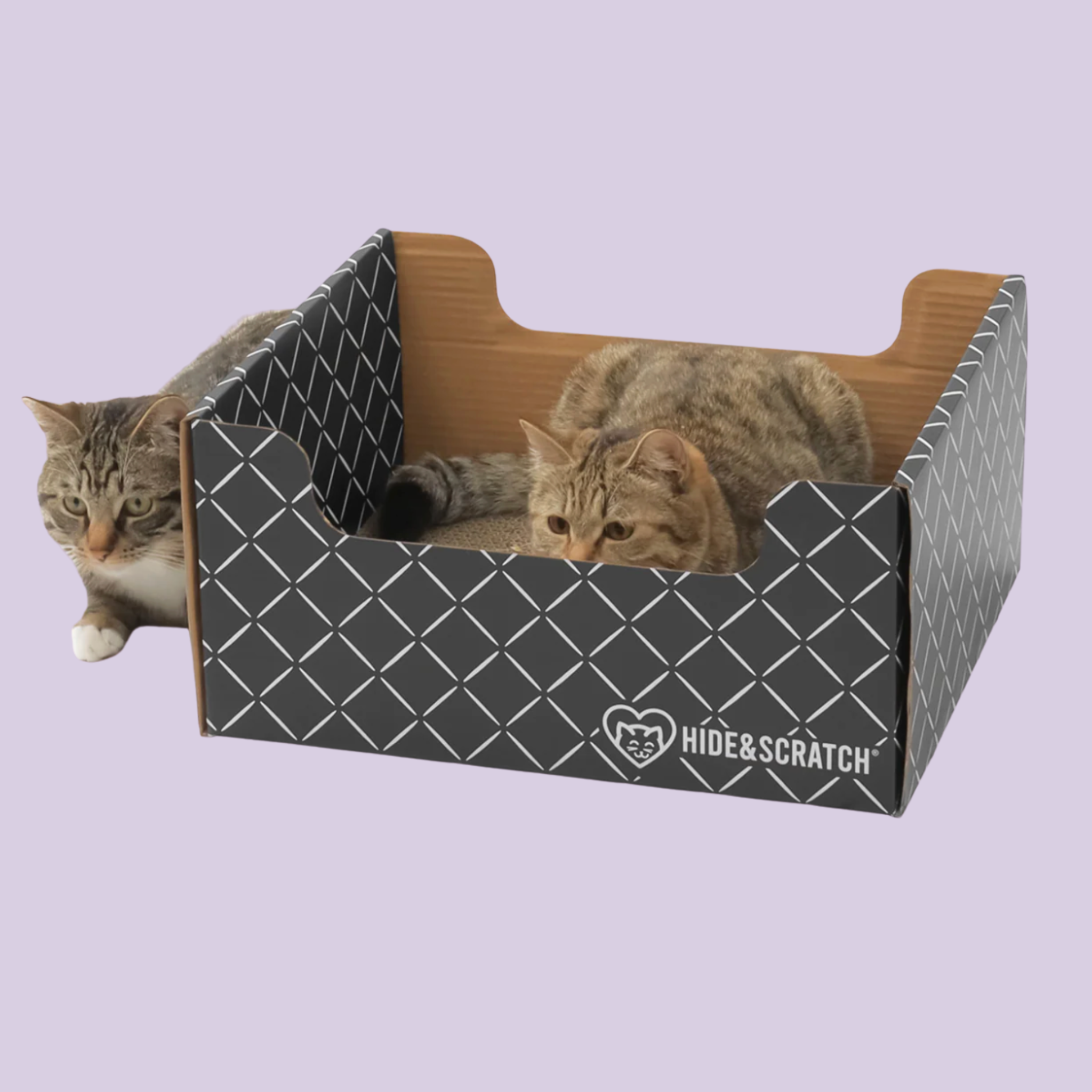 Two cats inside a black and white patterned cardboard box labeled 'Hide & Scratch' on a light purple background.