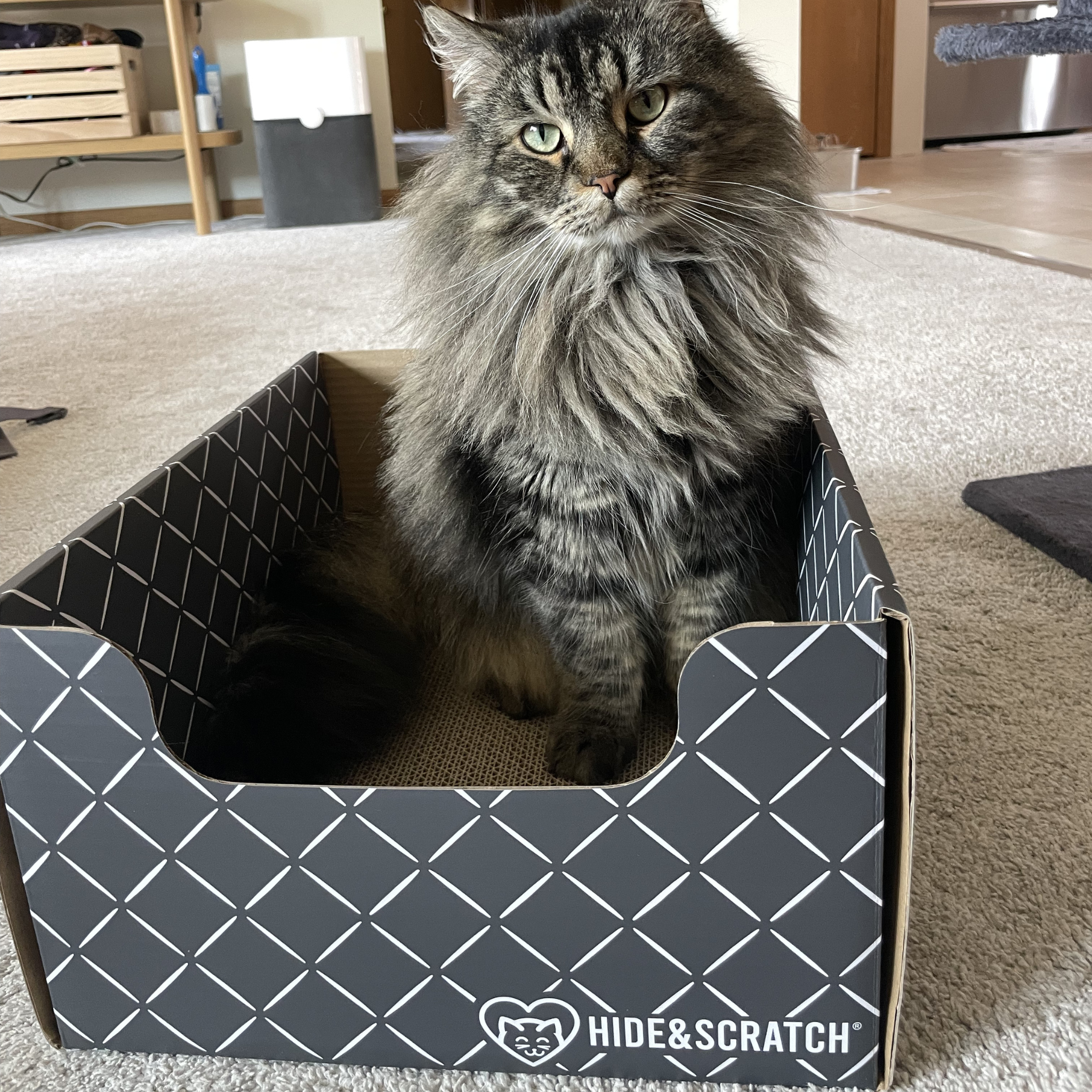 Cat sitting inside a 'Hide & Scratch' cardboard box on a carpeted floor.