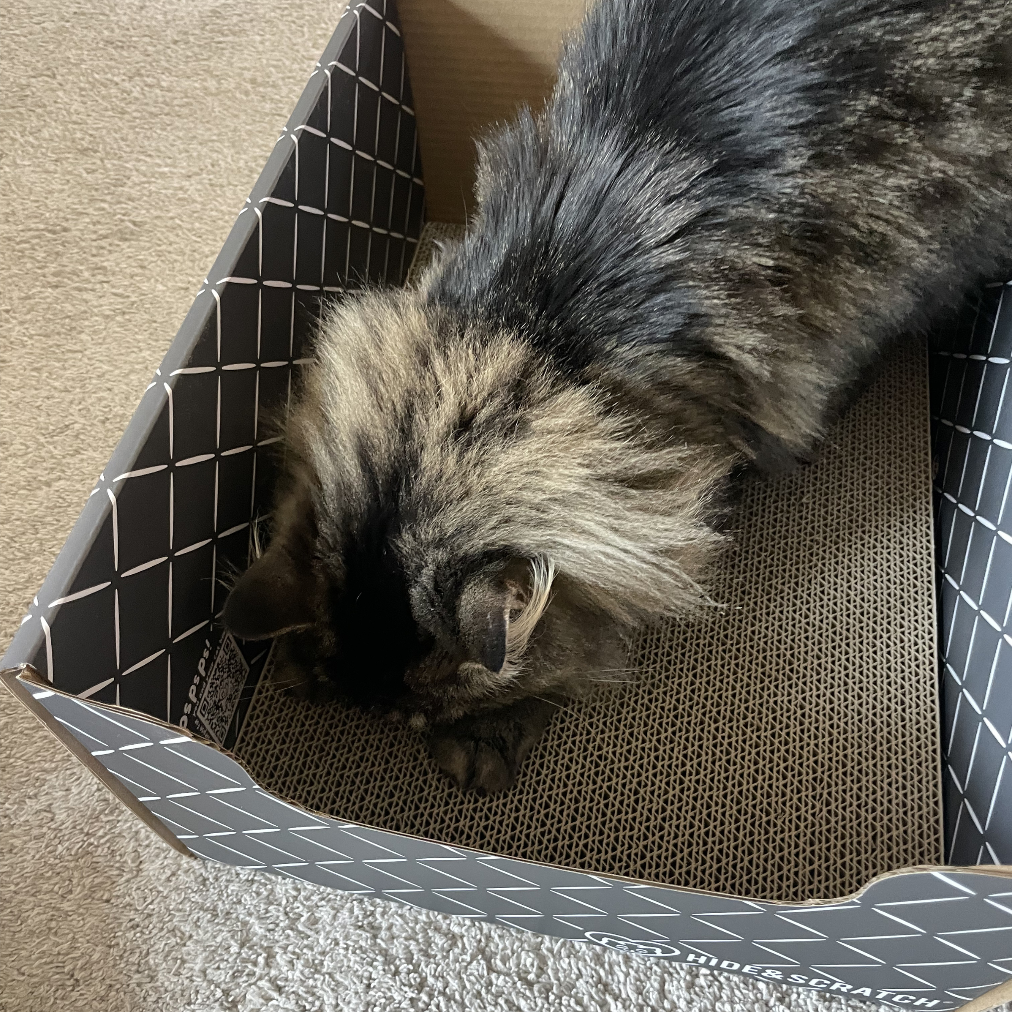 Cat scratching inside a cardboard cat box on a carpeted floor