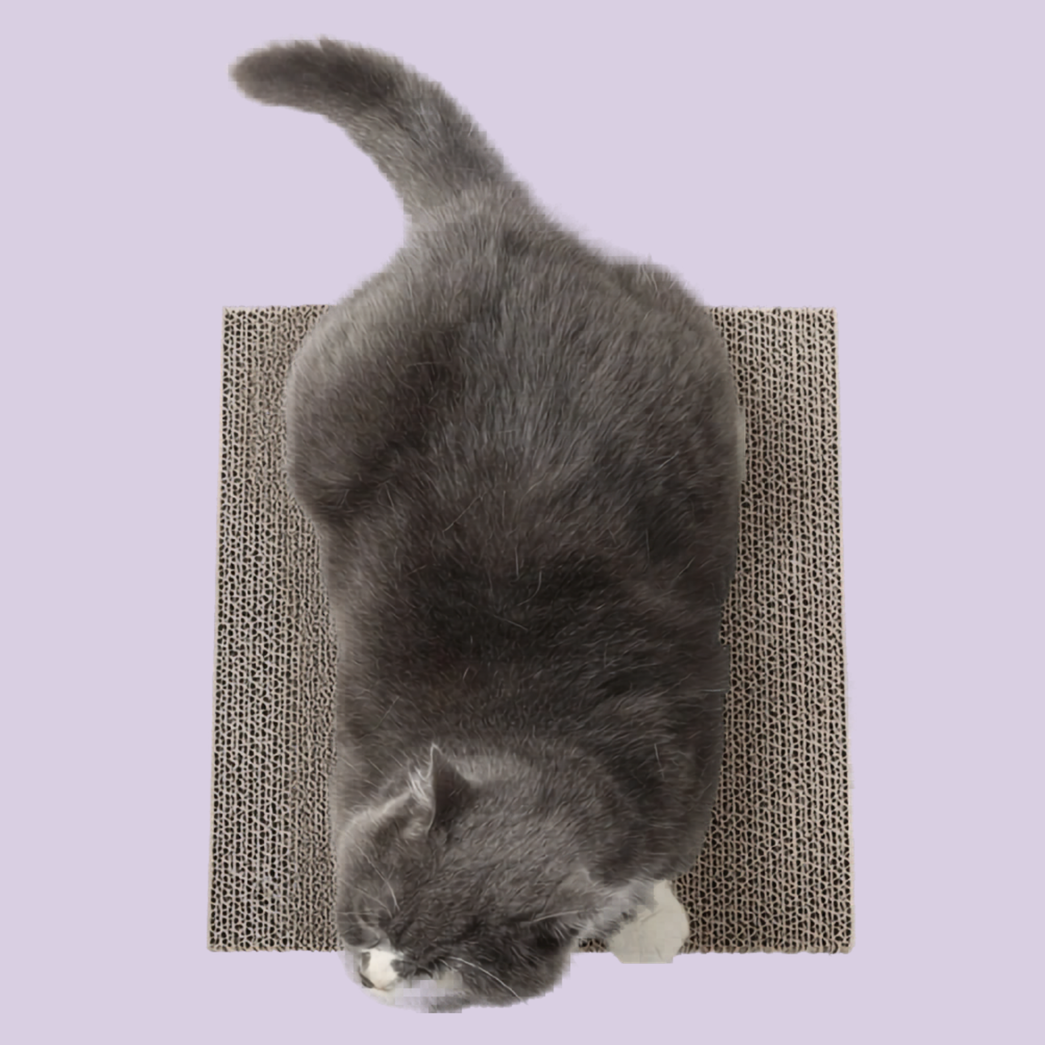Gray cat lying on a scratch pad with a light purple background