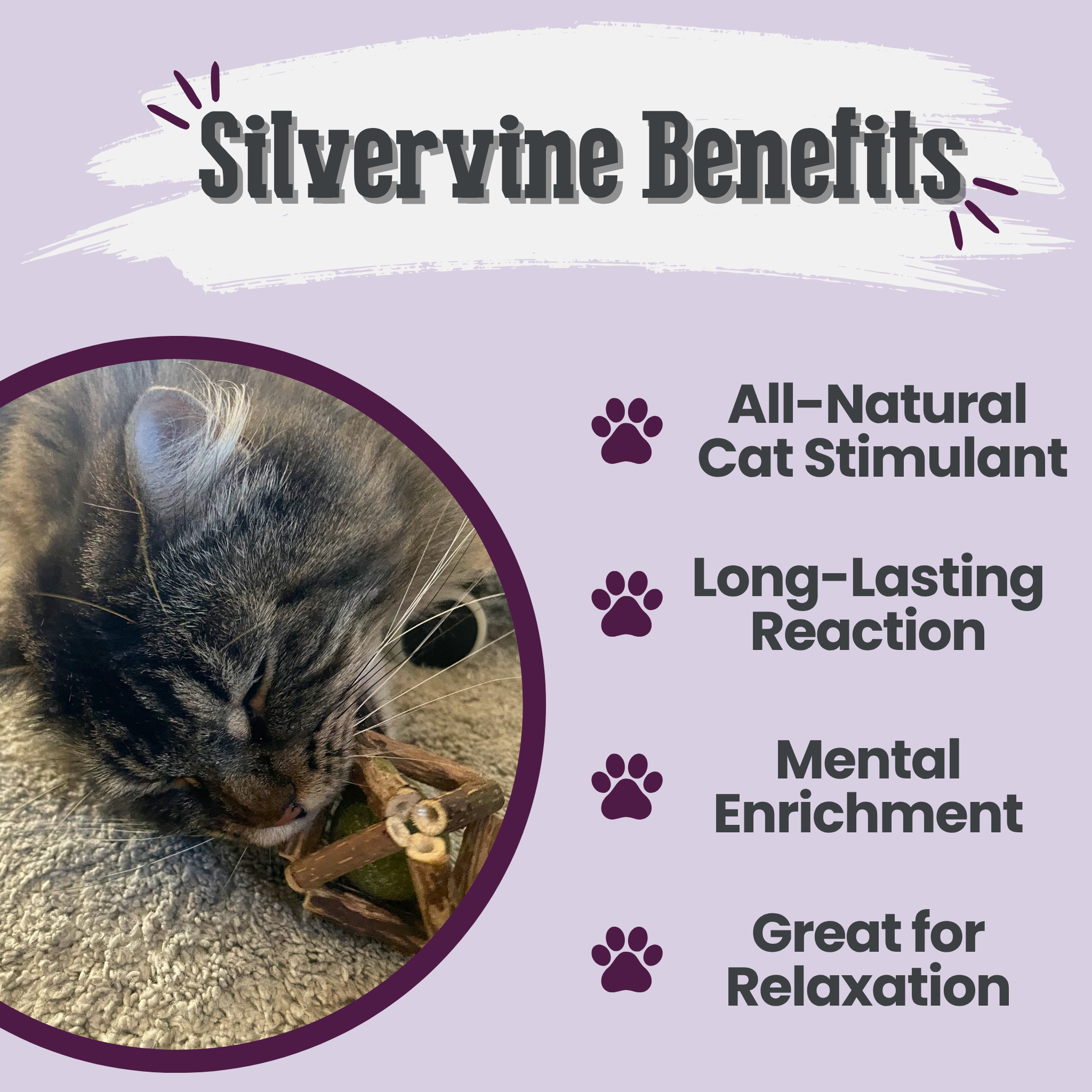Cat playing with a toy on a purple background with text about silvervine benefits.