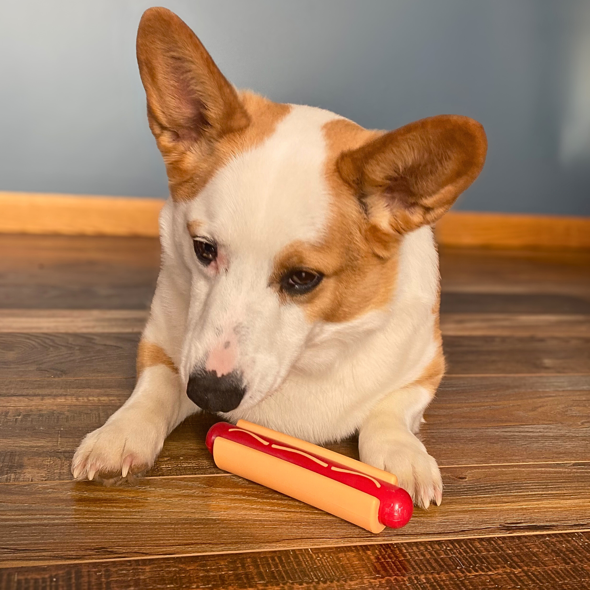 Dog with a hot dog toy on a wooden surface