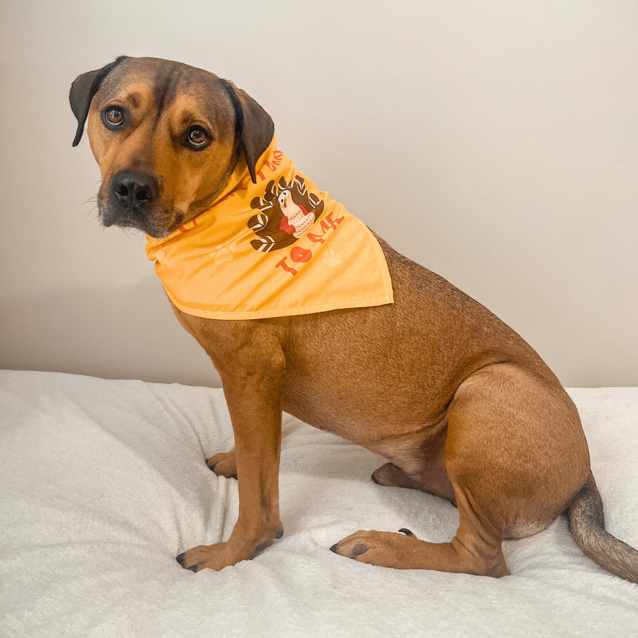 Dog wearing a yellow bandana from Farm to Pet with a turkey character on a white surface