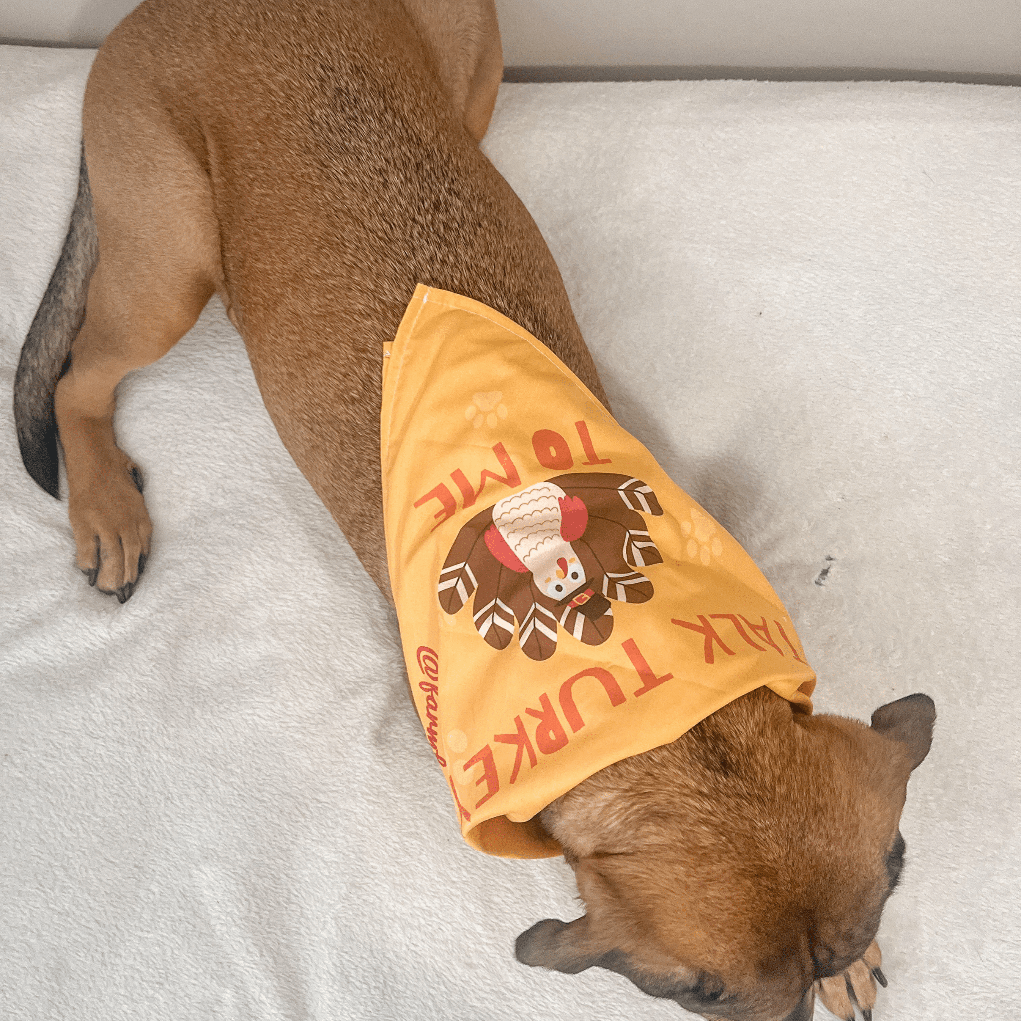 Dog wearing a Farm to Pet Thanksgiving-themed bandana on a white blanket