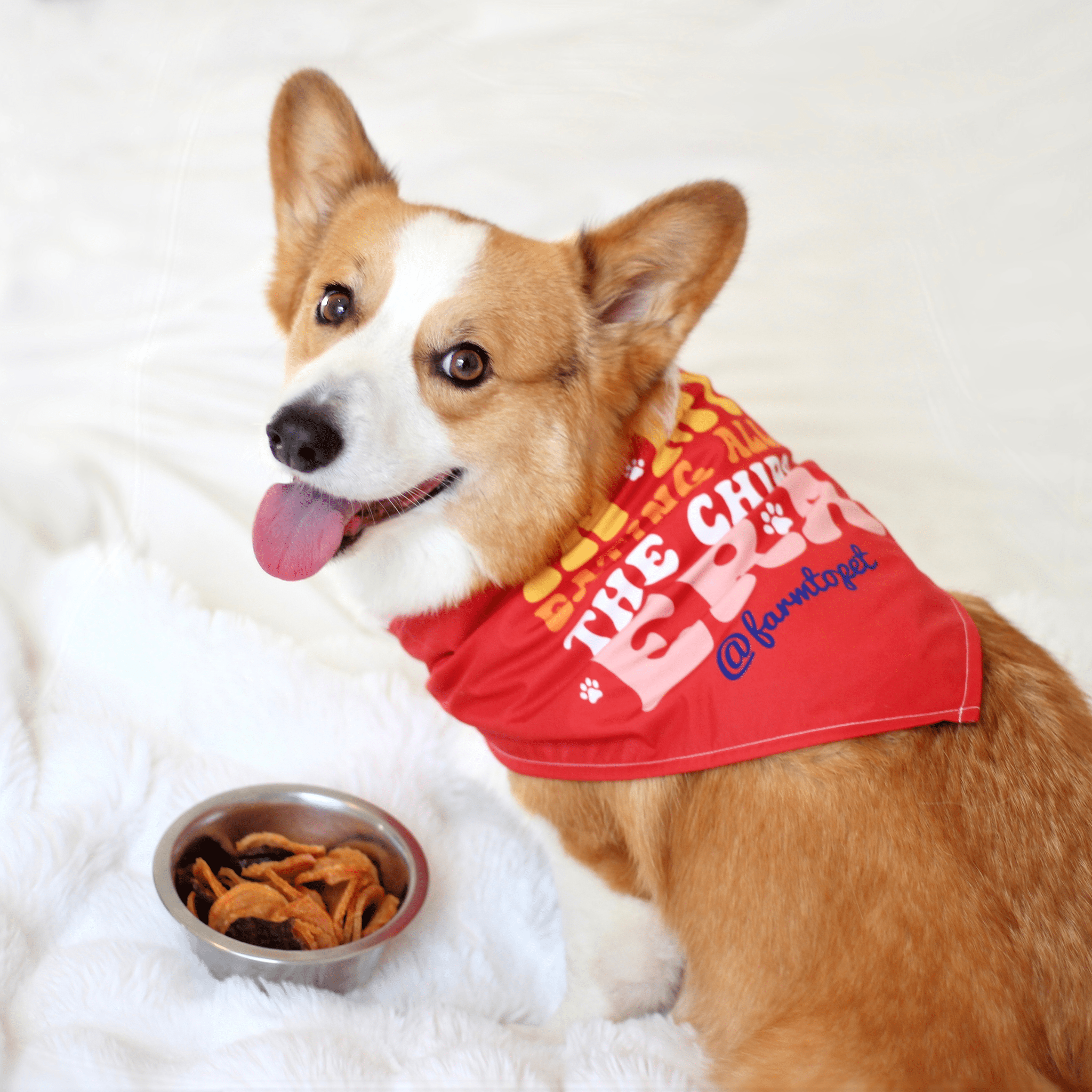 Dog wearing a Taylor Swift themed red bandana from Farm to Pet with text, sitting on a white surface next to a bowl of treats.