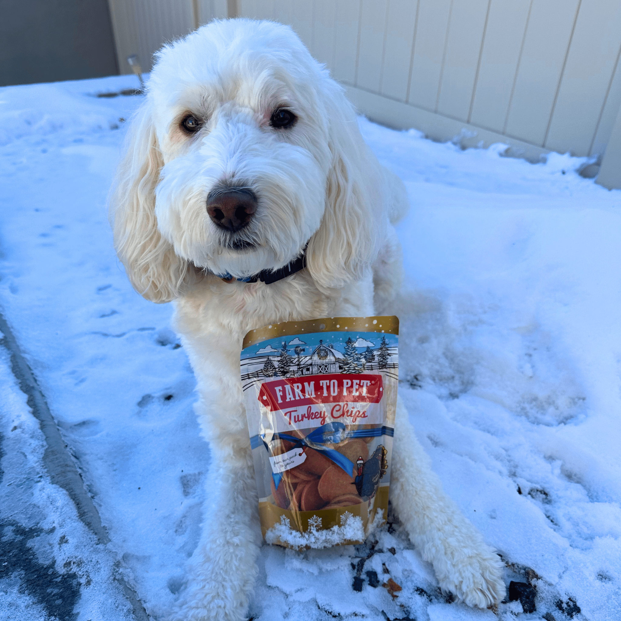 White dog sitting in the snow with a bag of 'Farm to Pet' turkey chips