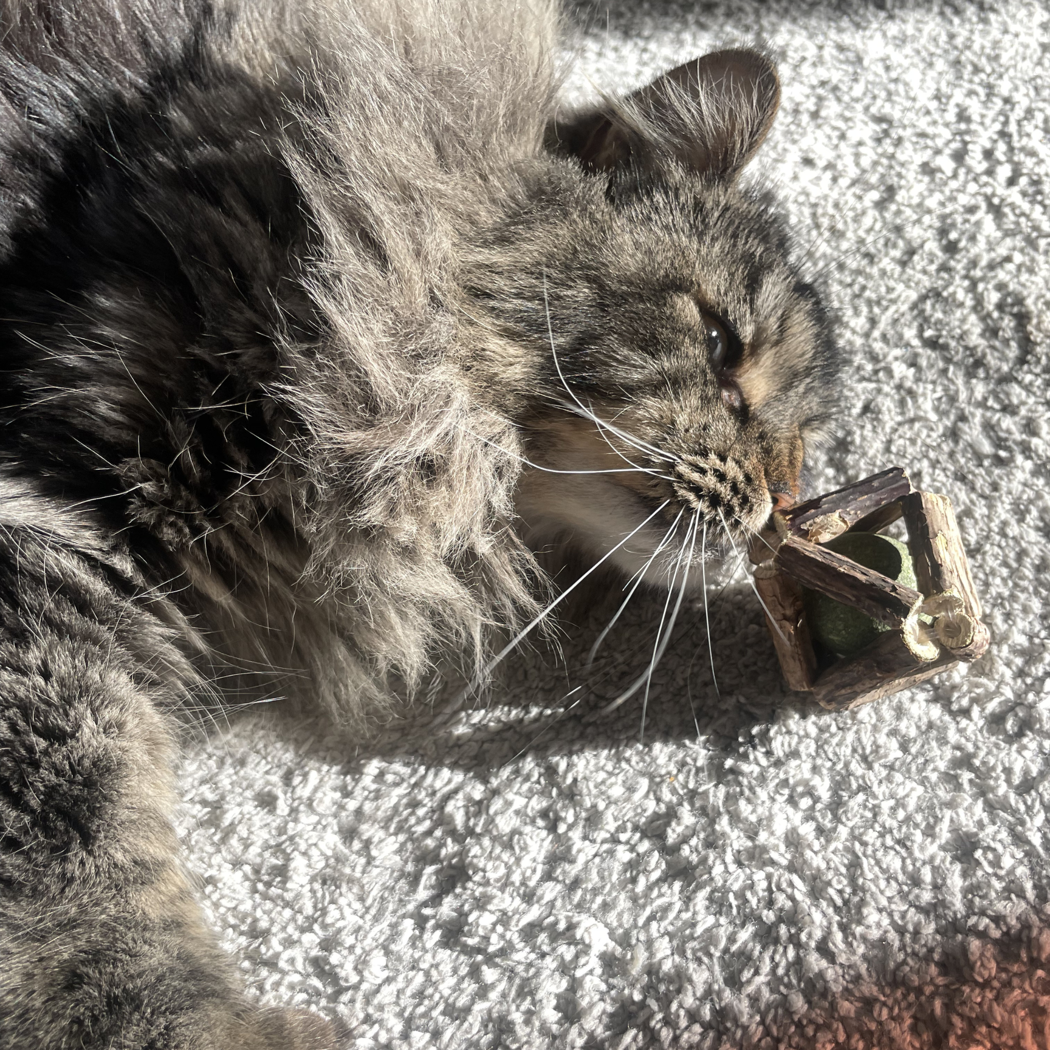 Cat playing with a small object on a textured surface
