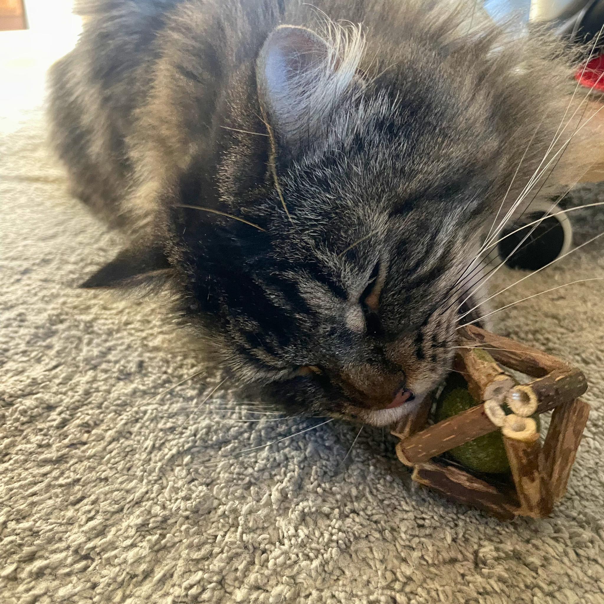 Cat playing with a small wooden toy on a carpeted floor