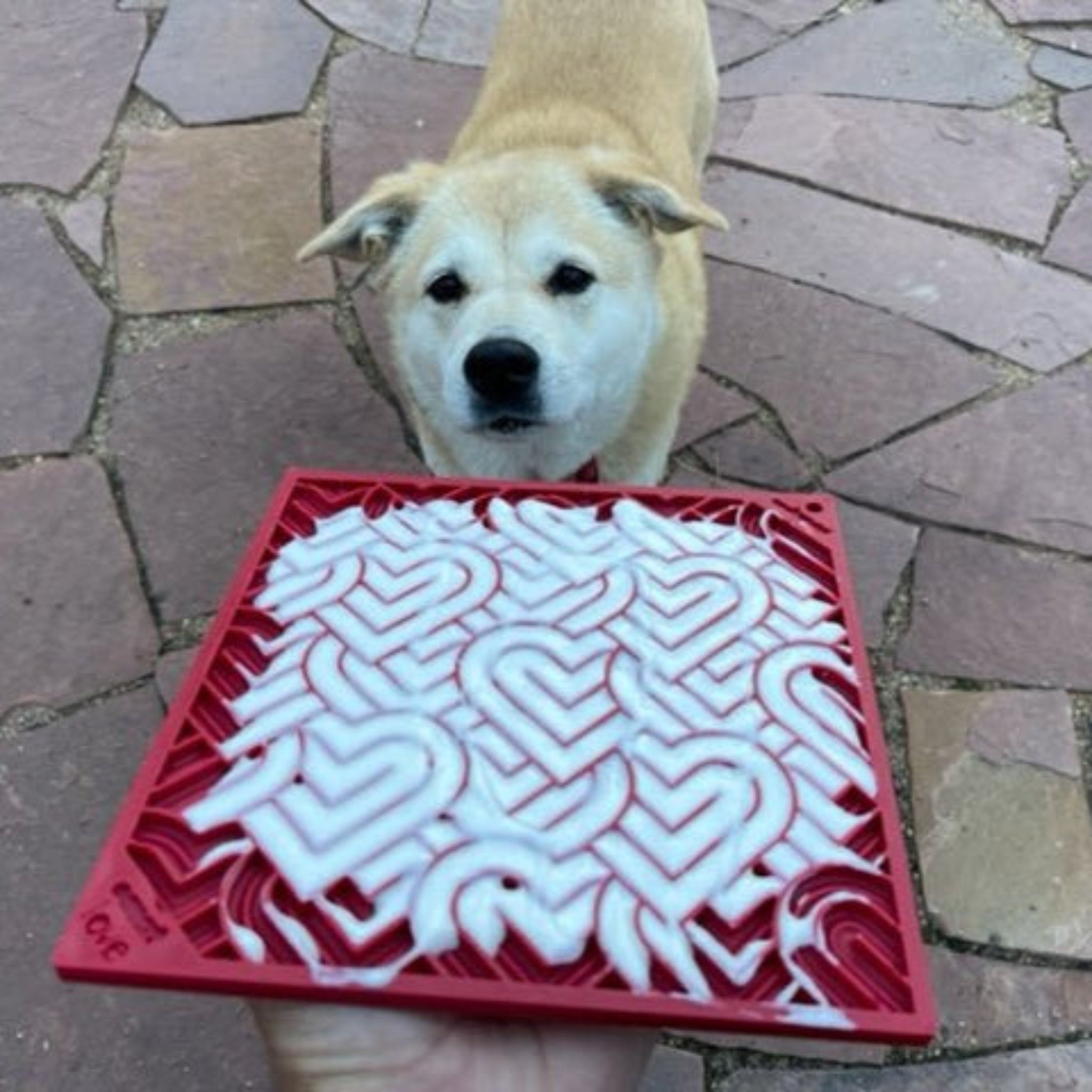 A Brown dog outside looking at a Farm to Pet and Sodapup Red Hearts Lick Mat filled with white yogurt.