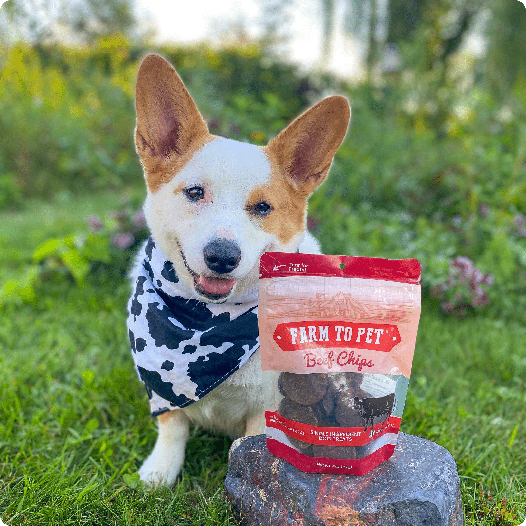 Dog standing by a 'Farm to Pet' beef chips package in a grassy outdoor setting