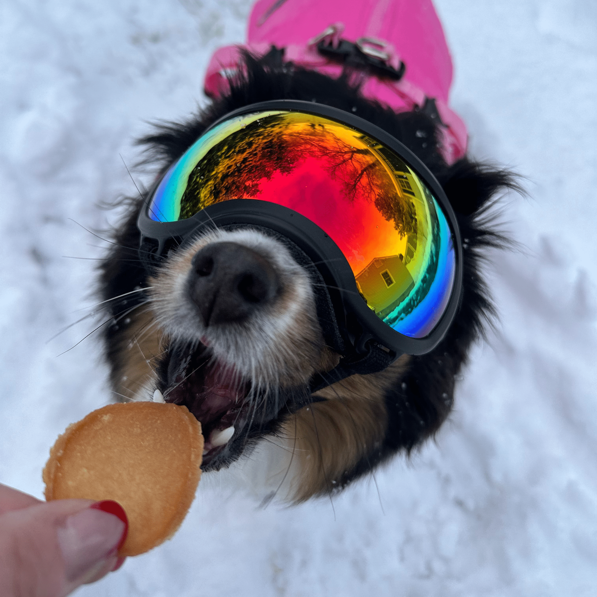 Dog wearing colorful goggles in the snow with a Farm to Pet Chicken Chip held by a hand