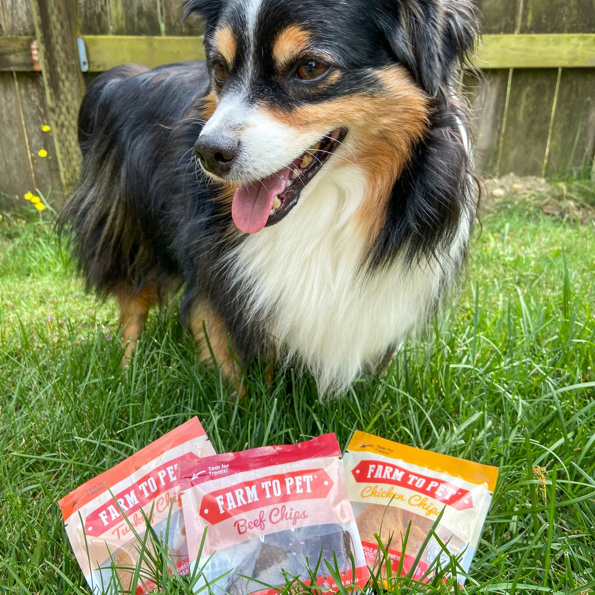 A black and white small dog standing with 3 Farm to Pet snack packs laying in the grass.
