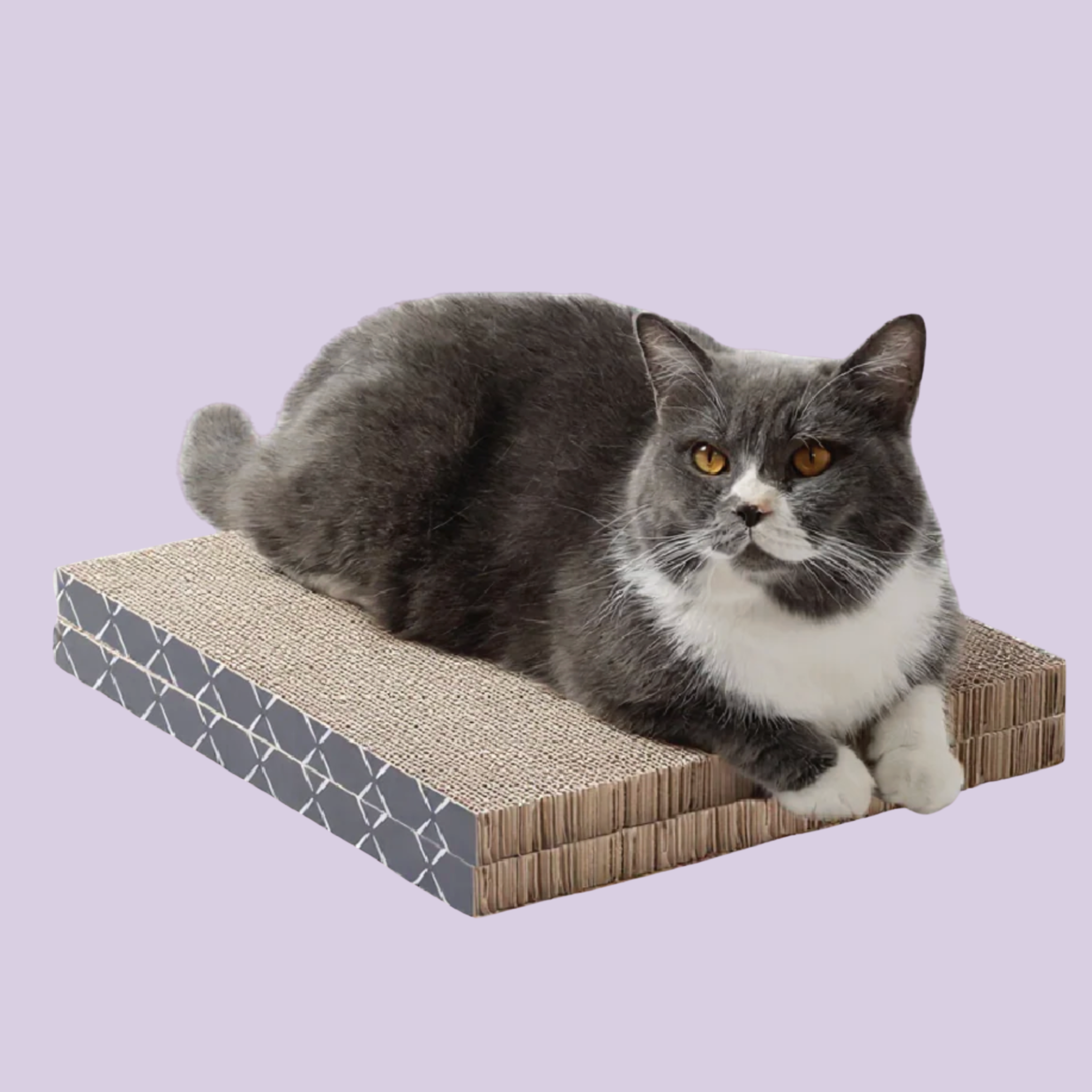 Cat lying on a geometric-patterned cat scratcher against a light purple background