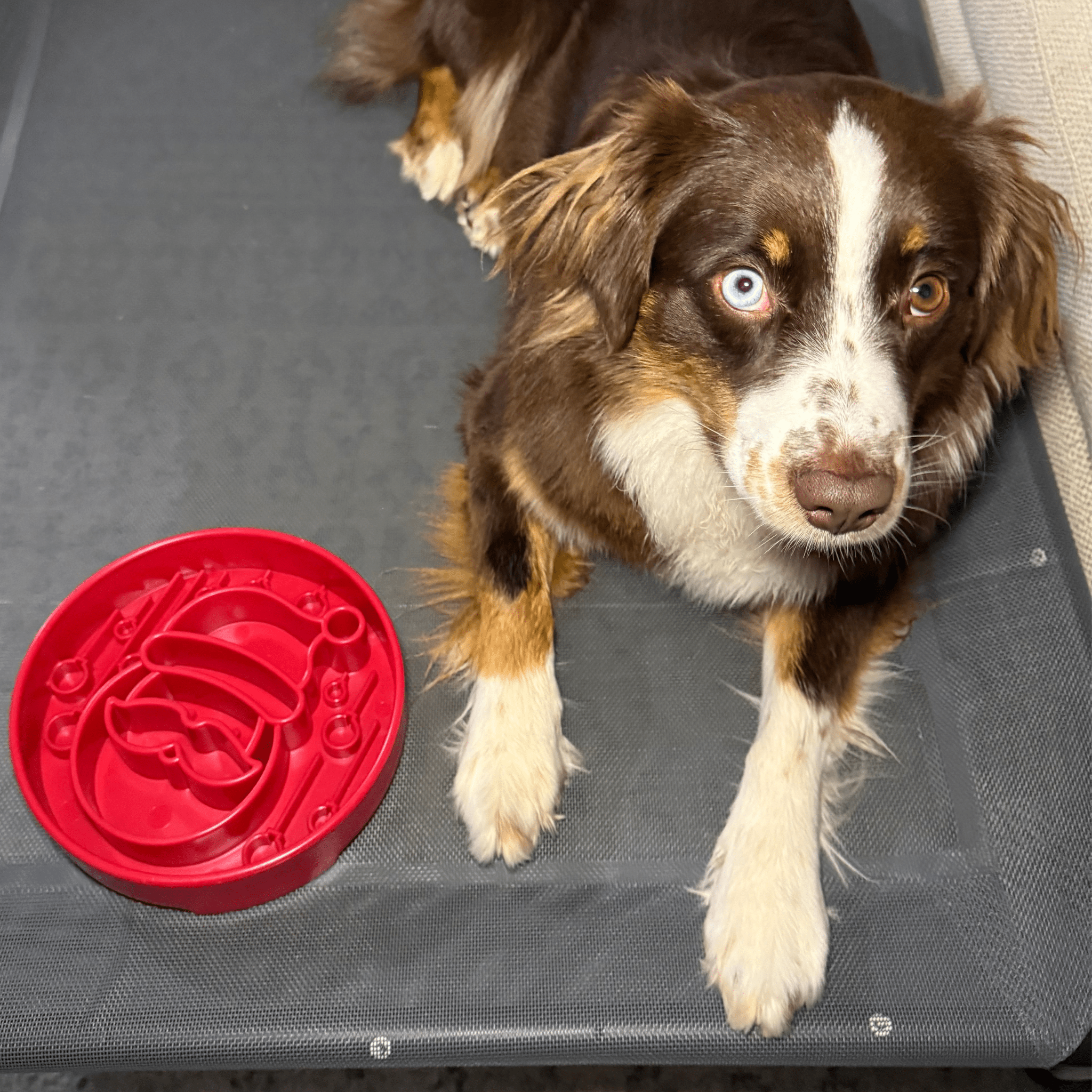 SodaPup Enrichment Bowl Honeycomb Design eBowl Slow Feeder for Dogs
