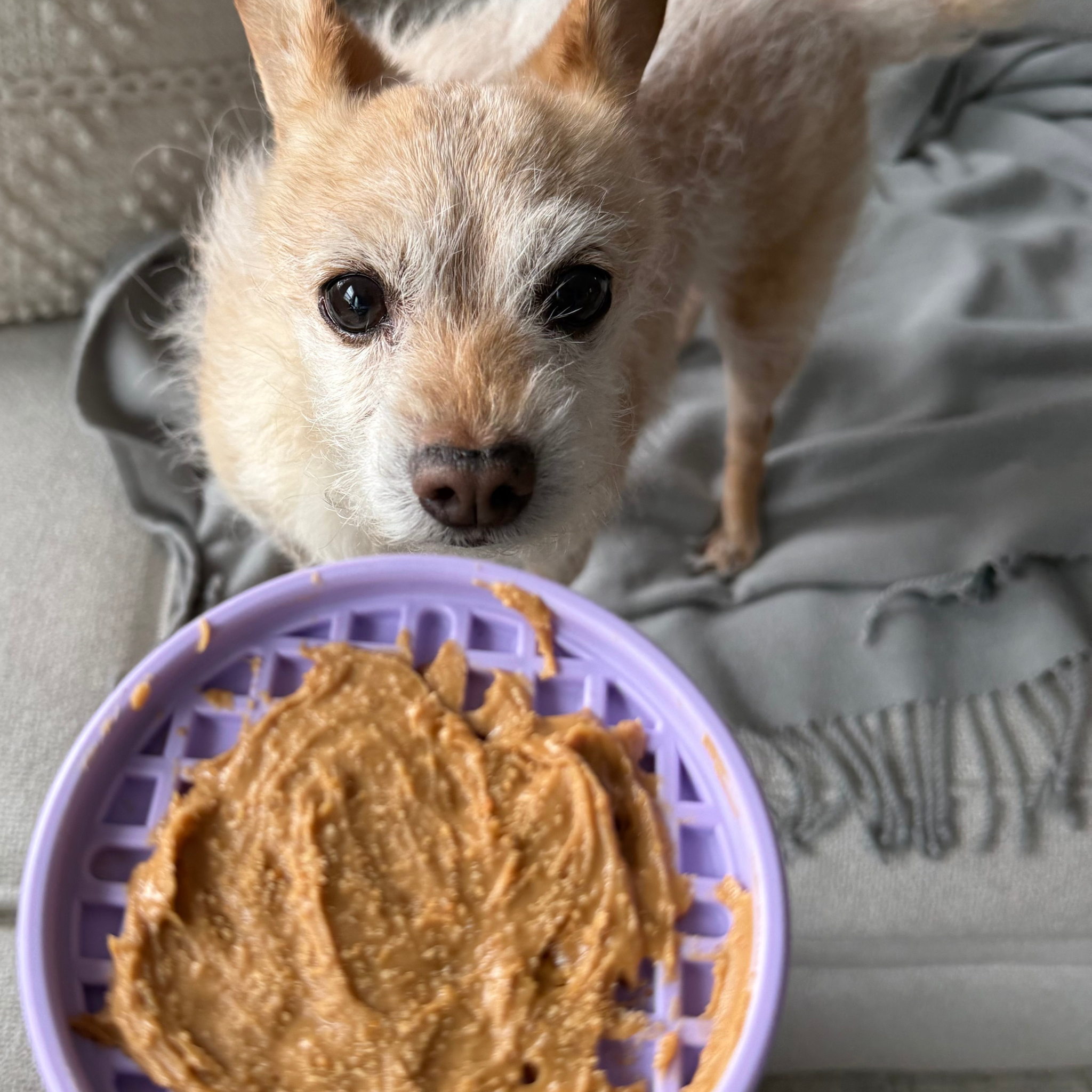 Small dog looking at a purple lick stick with peanut butter on a couch
