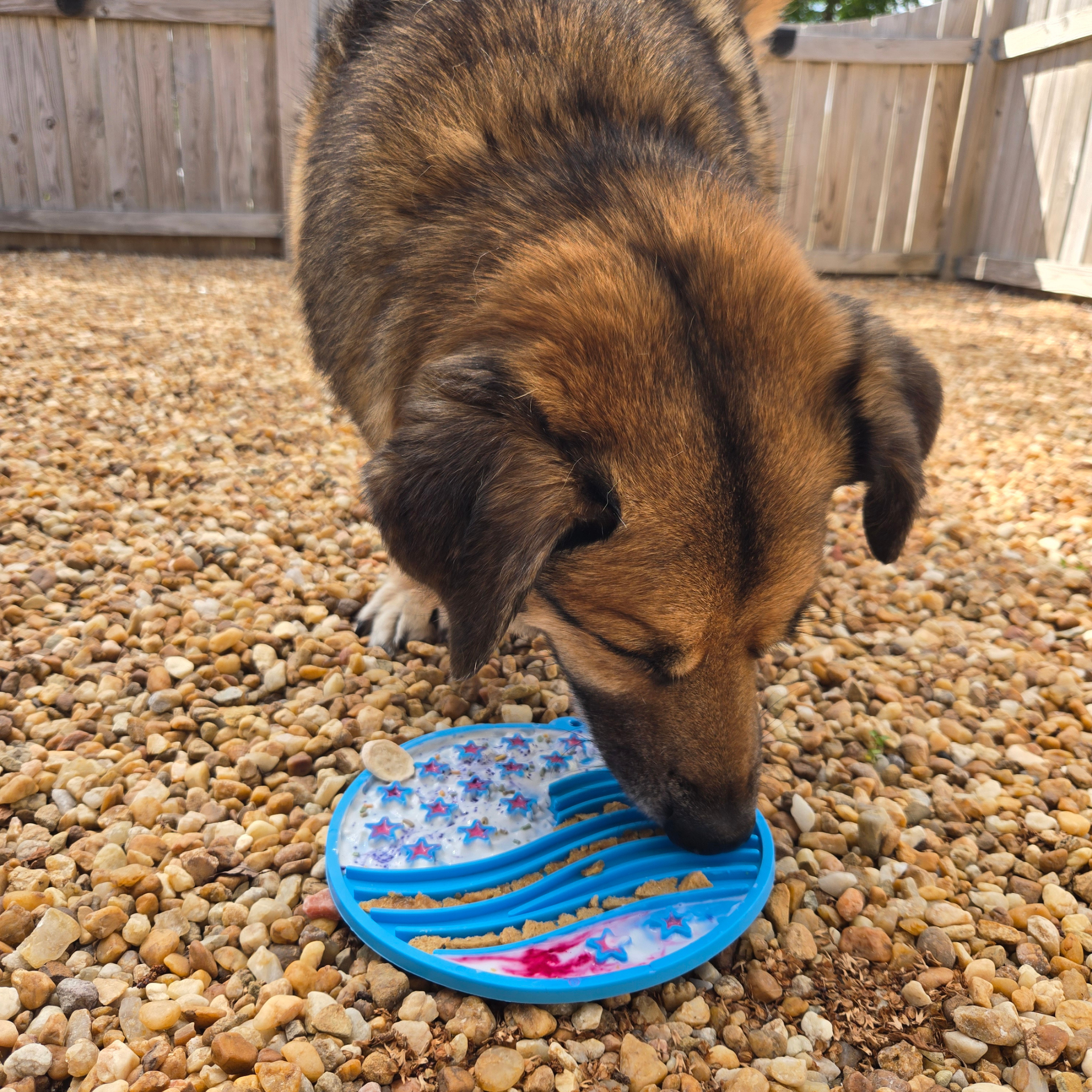 Dog licking a blue pet mat on a gravel surface | media-group:value-12oz-blue-stars-stripes