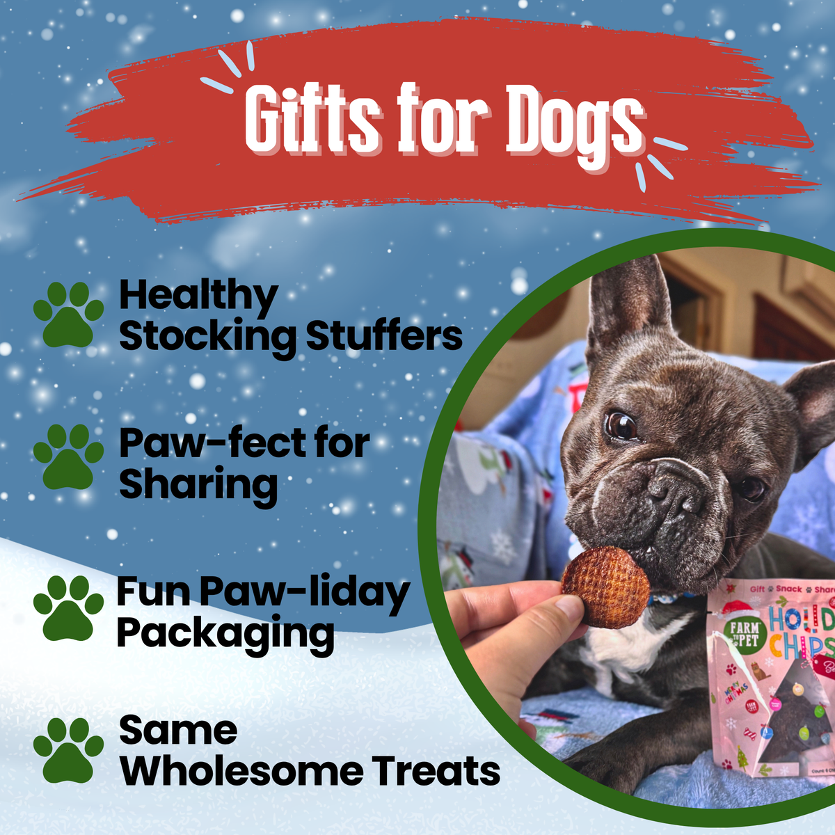 French bulldog eating a Beef Snack Stuffer treat: healthy Christmas gifts for dogs