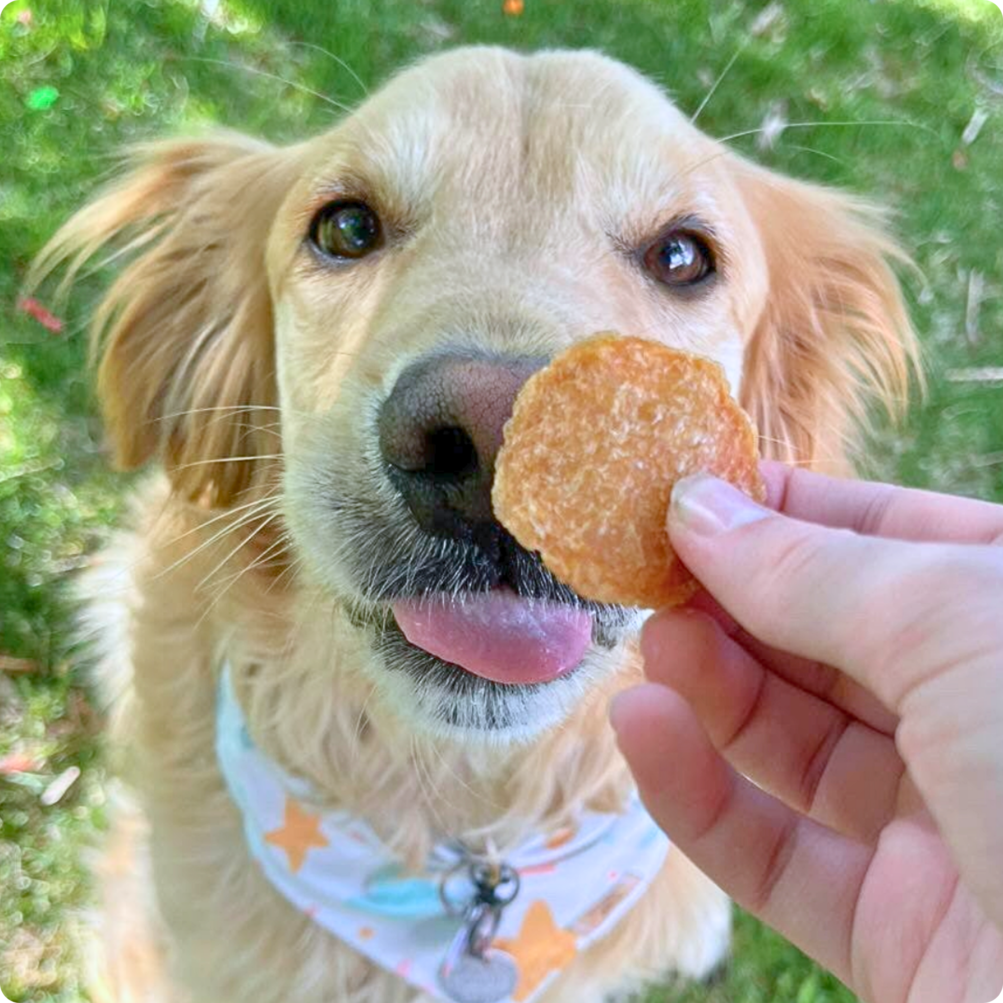 Golden Retriever dog with Farm to Pet Chicken Chip eating it outside. 