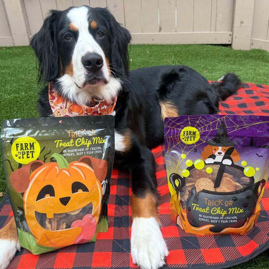 Dog sitting on a Halloween-themed mat with two packages of Farm to Pet Treat Chip Mix.