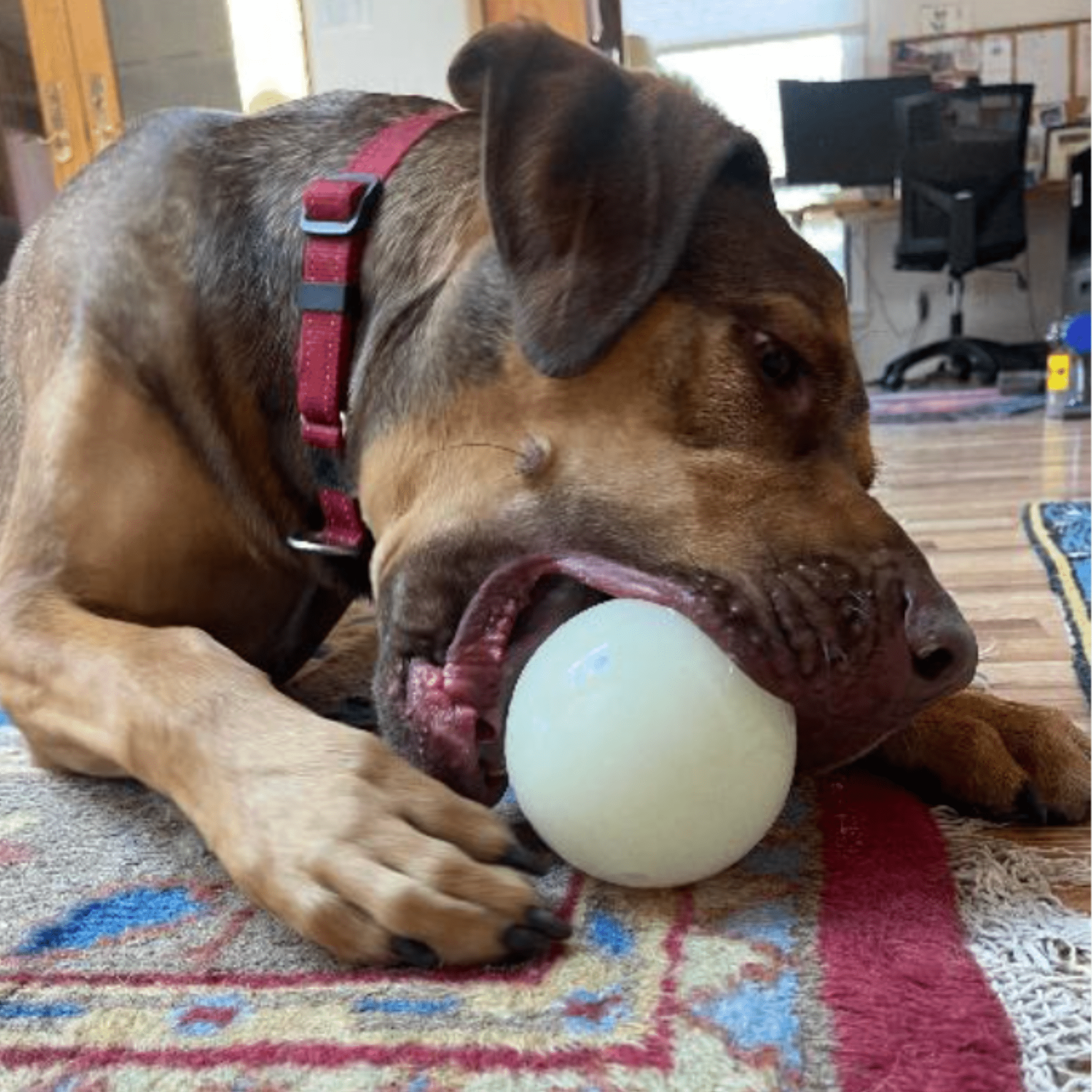 Dog playing with a white ball on a rug indoors