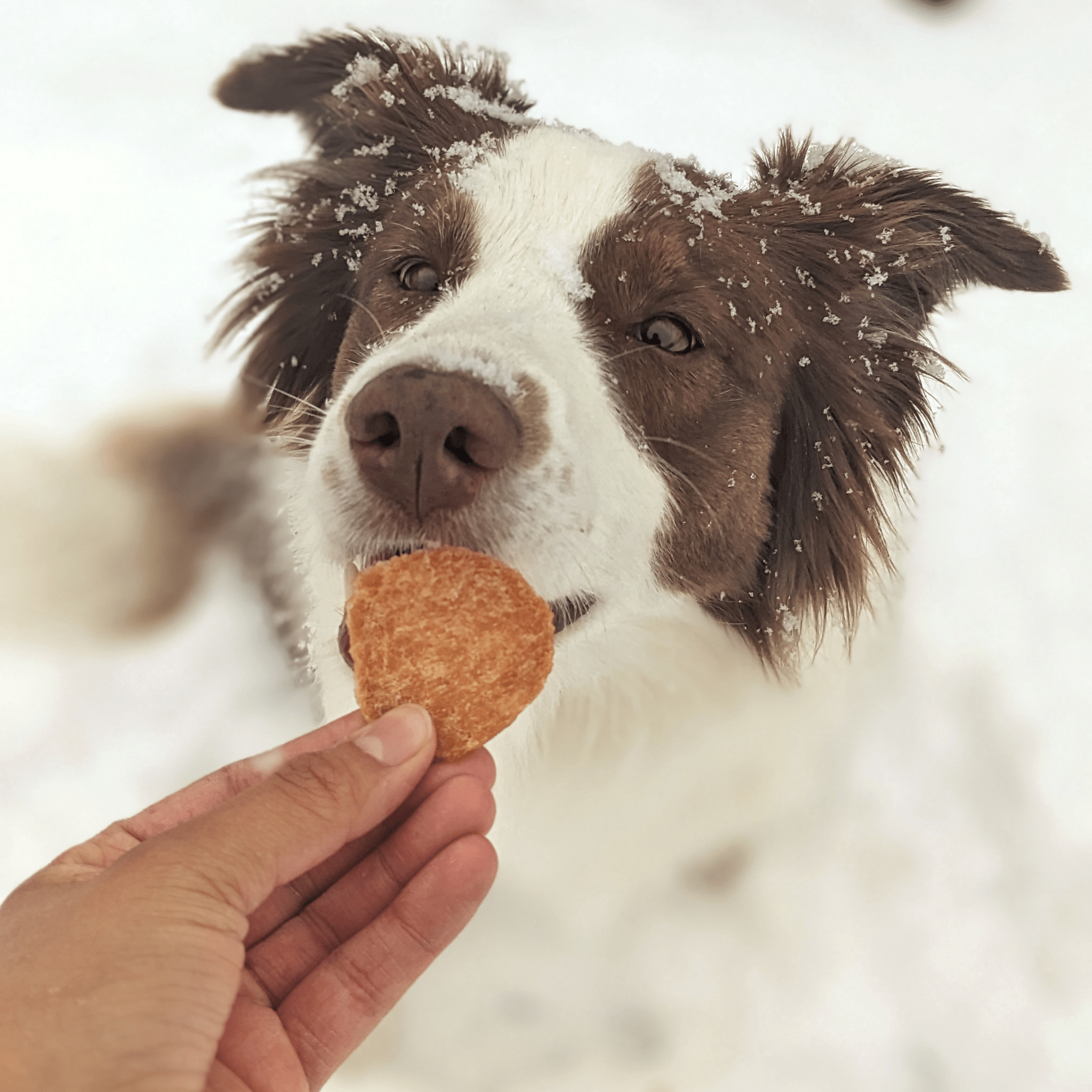 Dog with a Farm to Pet Chicken treat in the snow