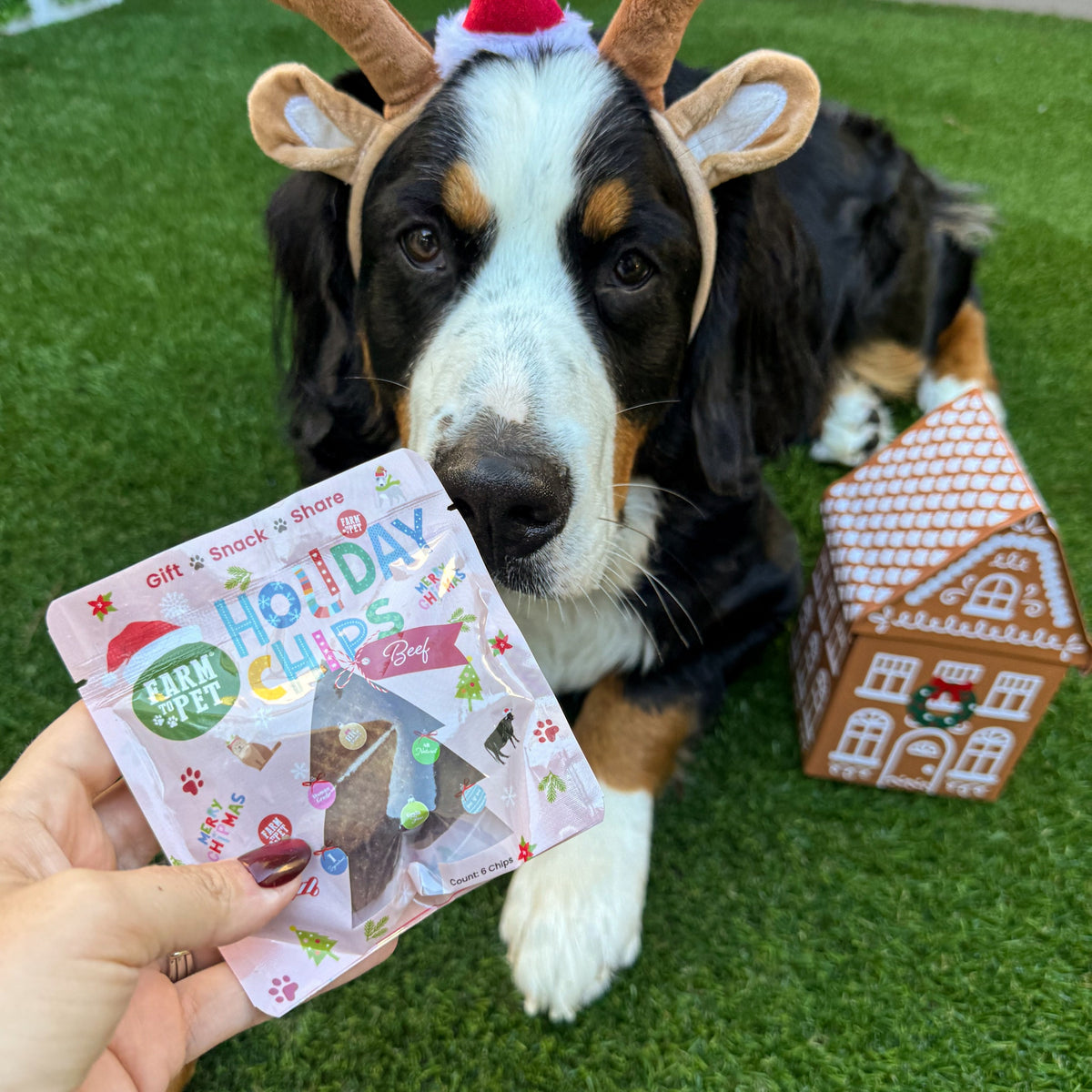 Bernese Mountain Dog in reindeer antlers with a Beef Snack Stuffer, a healthy dog stocking stuffer