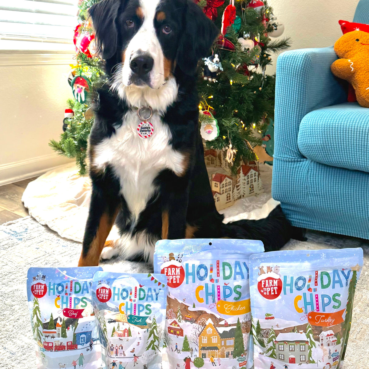 Bernese Mountain Dog by the Christmas tree with Farm to Pet Holiday Chips, healthy holiday dog treats