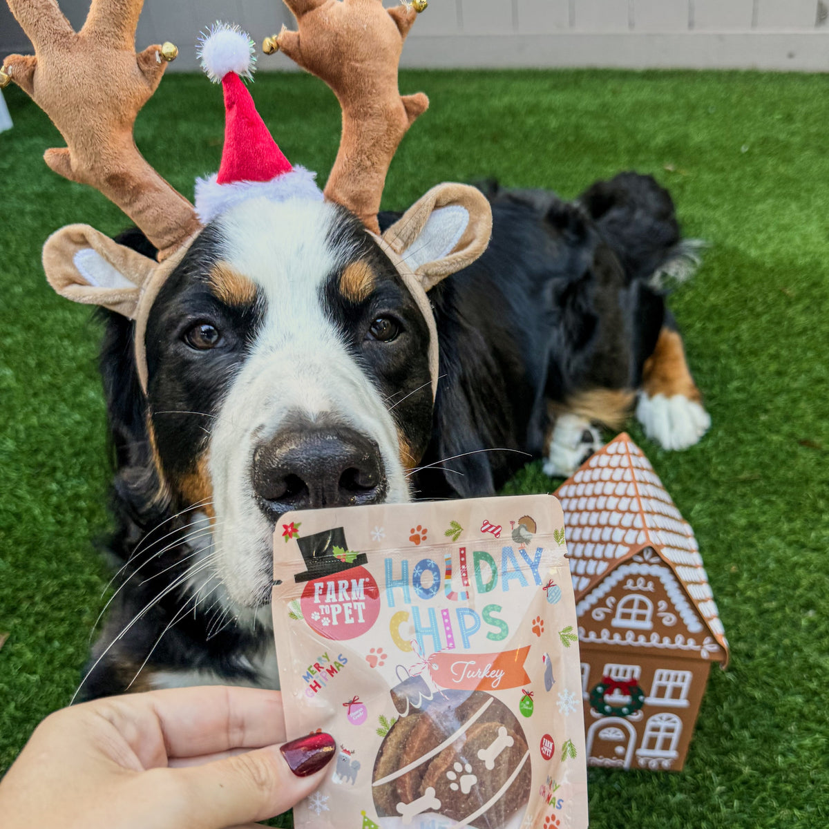 Bernese Mountain Dog in reindeer antlers with a Turkey Snack Stuffer, a healthy dog stocking stuffer