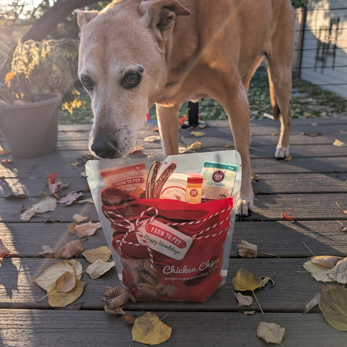 Dog sniffing a Santa Sack of Farm to Pet Chicken Chips on a deck, a Christmas dog treat gift