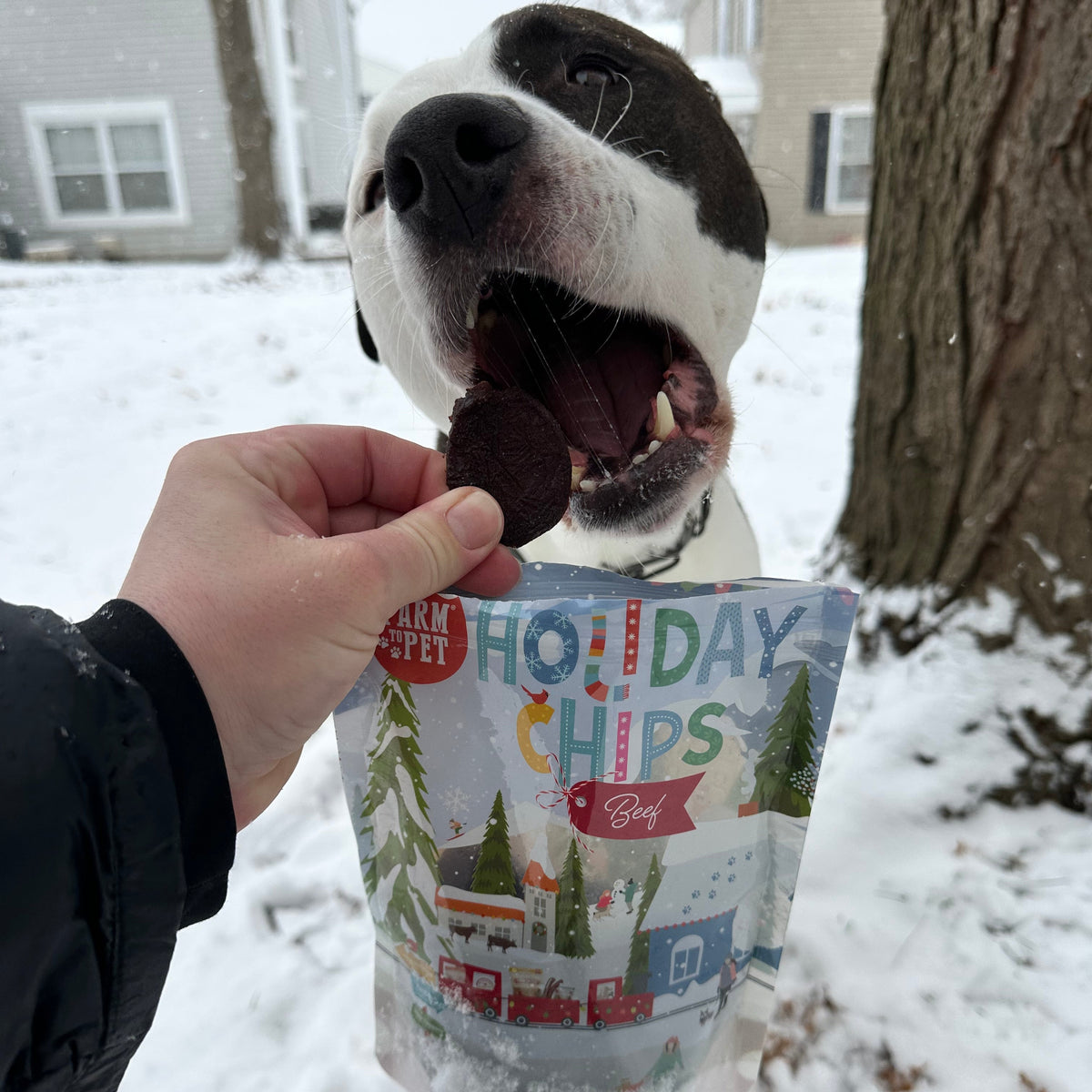 Dog in the snow eating a Holiday Beef Chip from a 4oz bag, a healthy Christmas dog treat