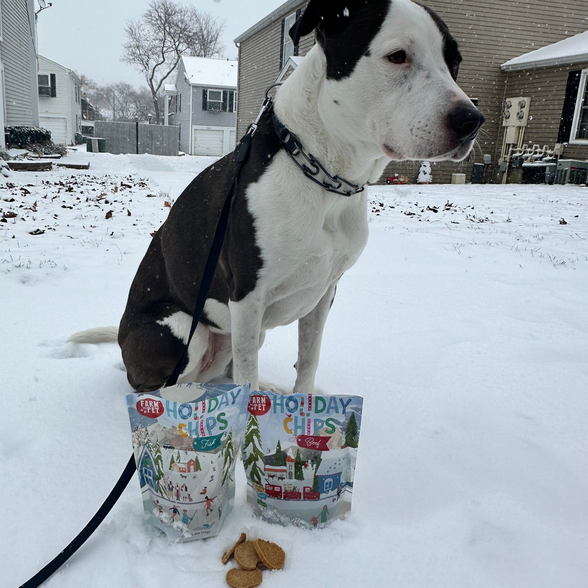Dog in the snow with 4oz Holiday Beef and Fish Chips, single-ingredient holiday dog treats
