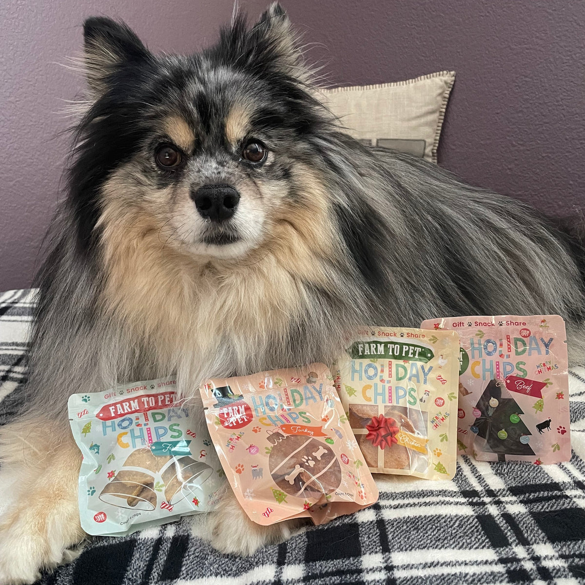 Fluffy dog behind Farm to Pet holiday Snack Stuffers, mini bags of healthy Christmas dog treats