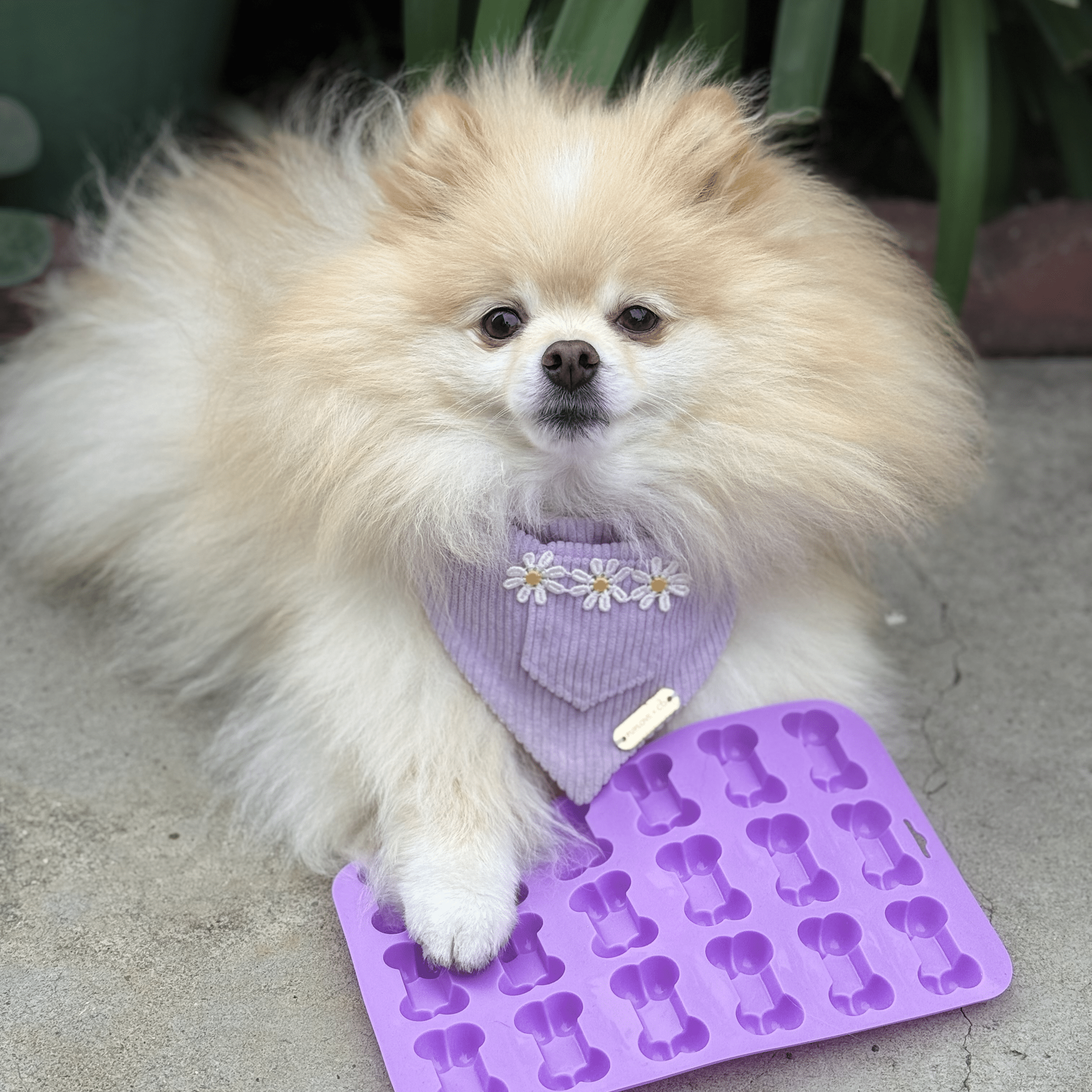Small fluffy dog wearing a purple bandana with floral patterns, standing on a purple bone-shaped mold.
