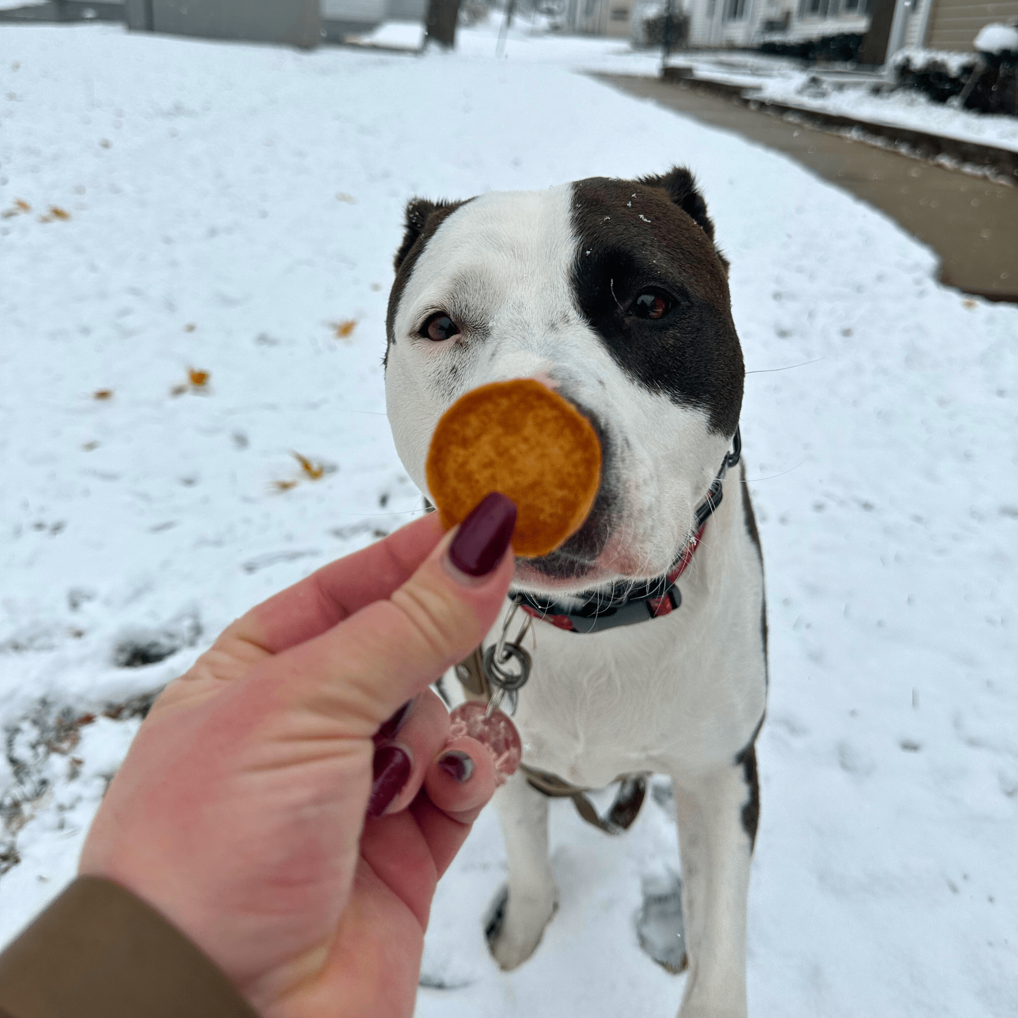 Dog with a Turkey treat in its mouth being offered by a person in a snowy outdoor setting from Farm to Pet