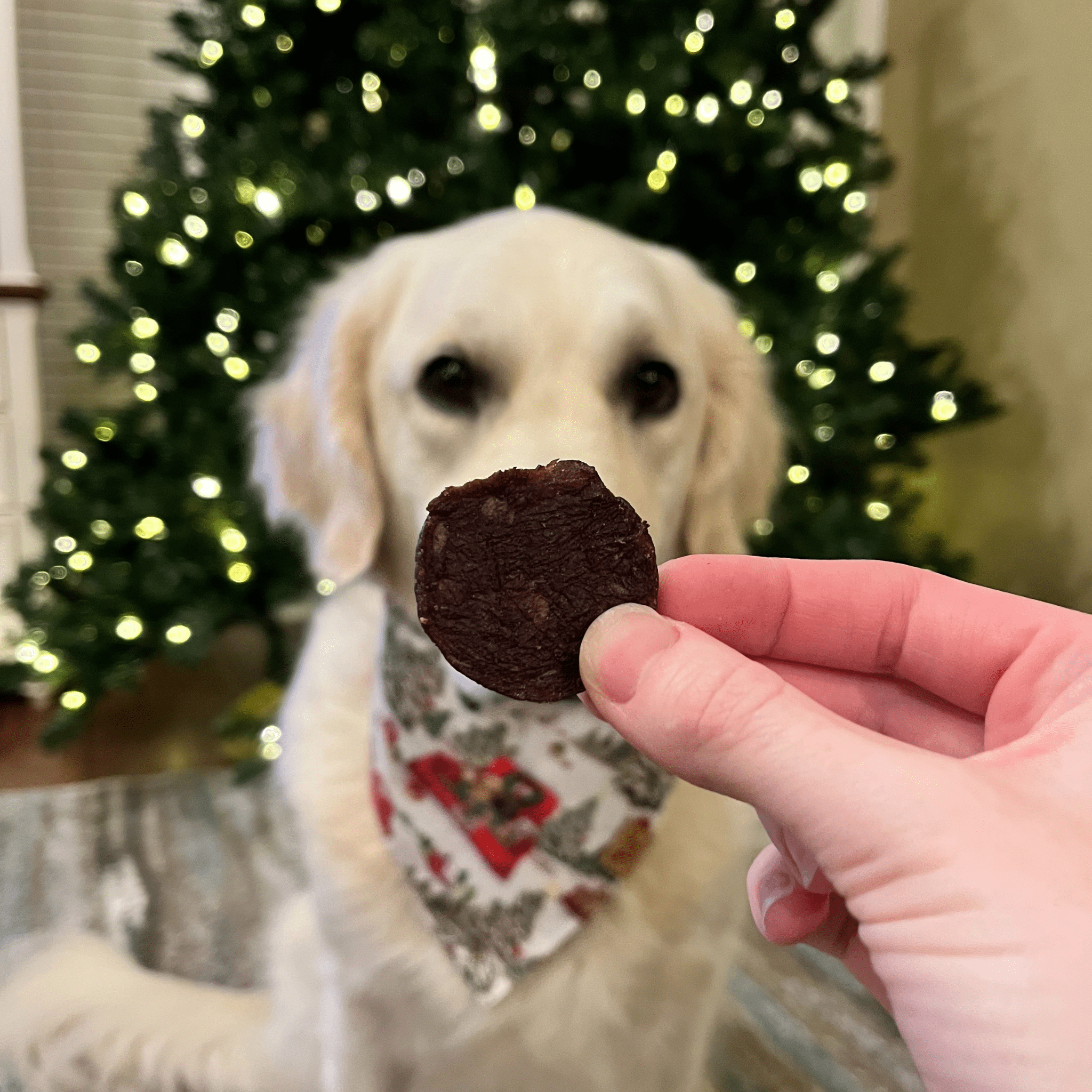 Dog with a Christmas bandana looking at a Farm to Pet treat held by a hand in front of a decorated Christmas tree.
