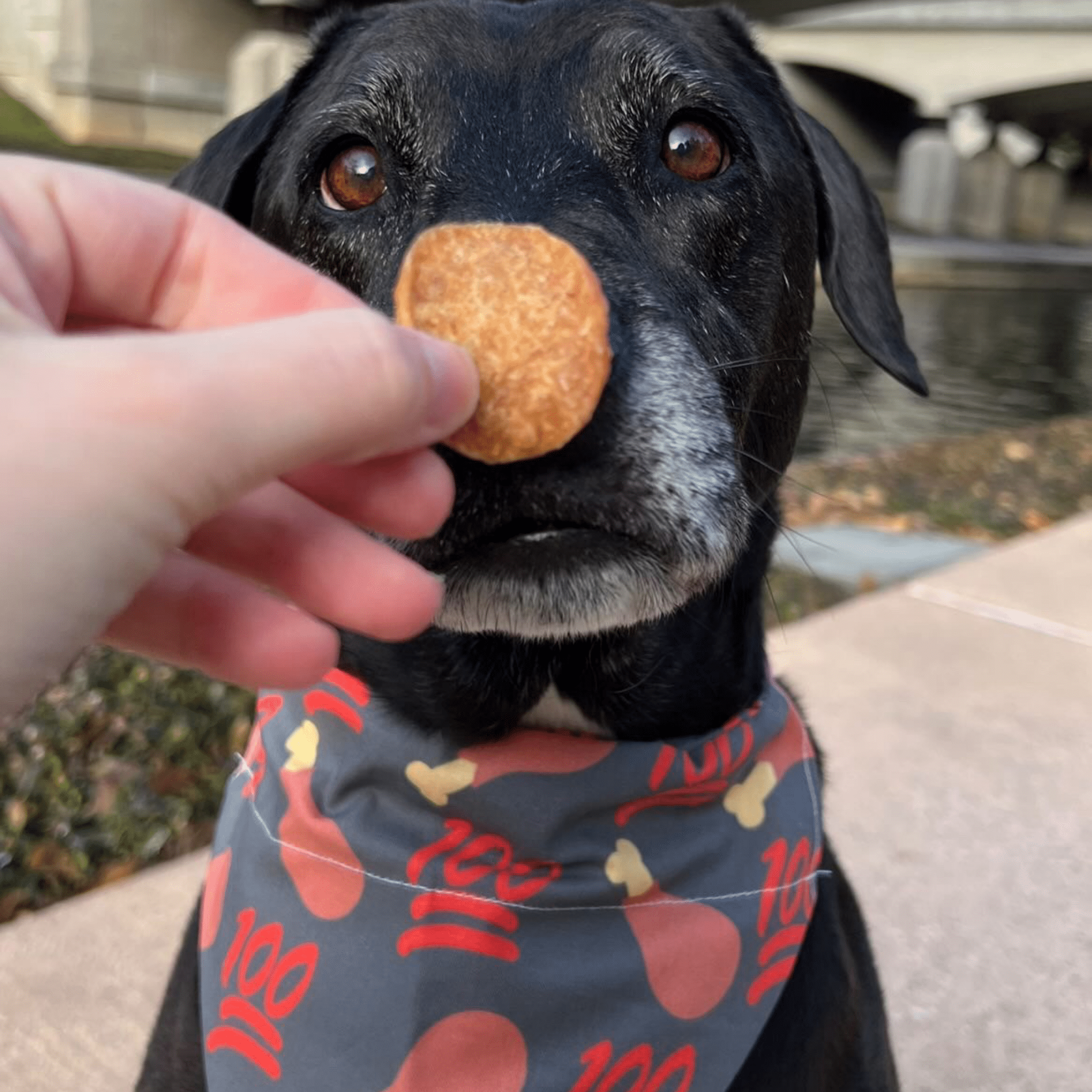 Farm to Pet 100% Chicken Dog Bandana